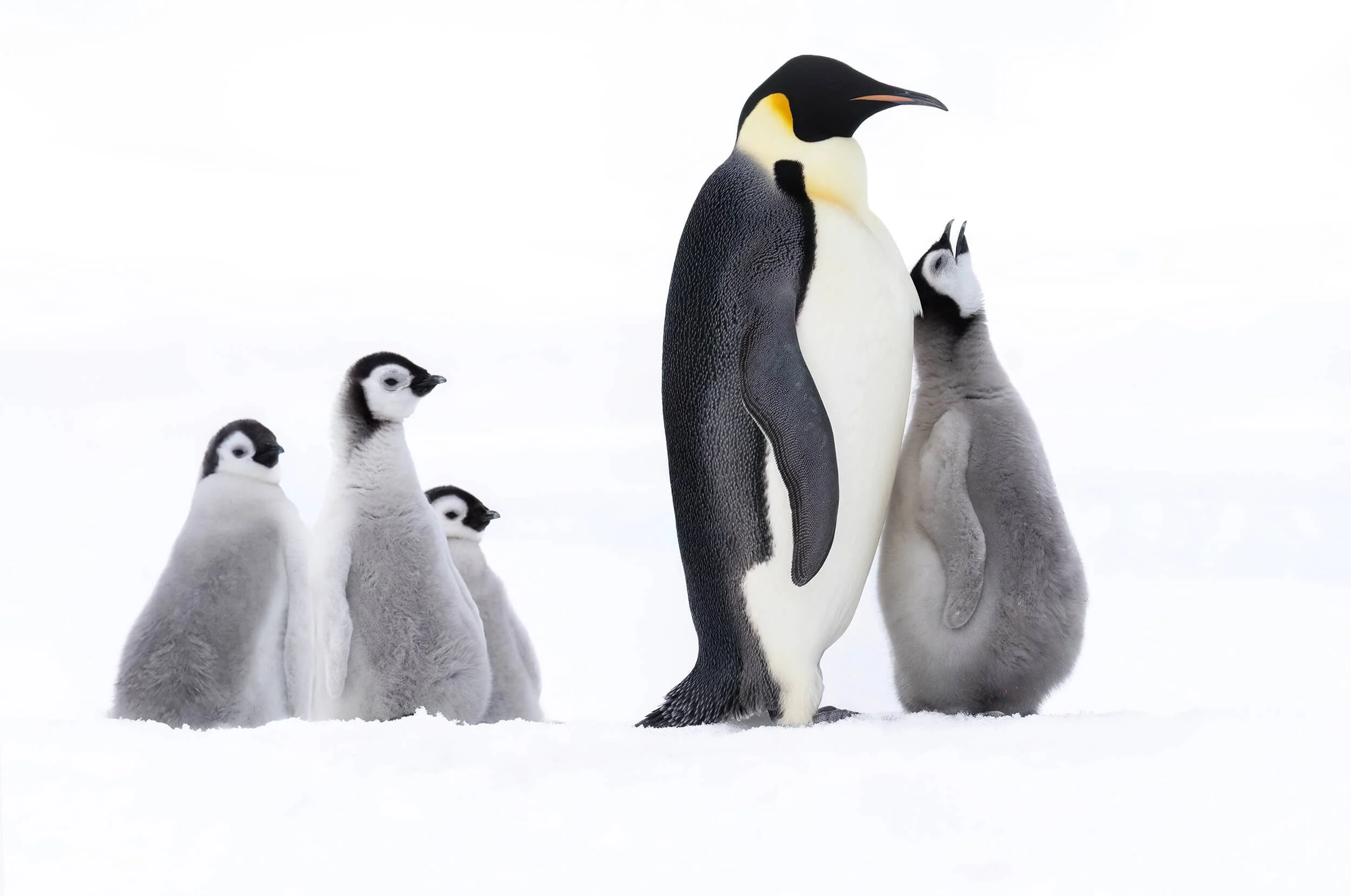 Adult penguin standing with three chick penguins sitting in snow, snowy background, showing the adult penguin's black and white coloration and the chicks' fluffy gray feathers.