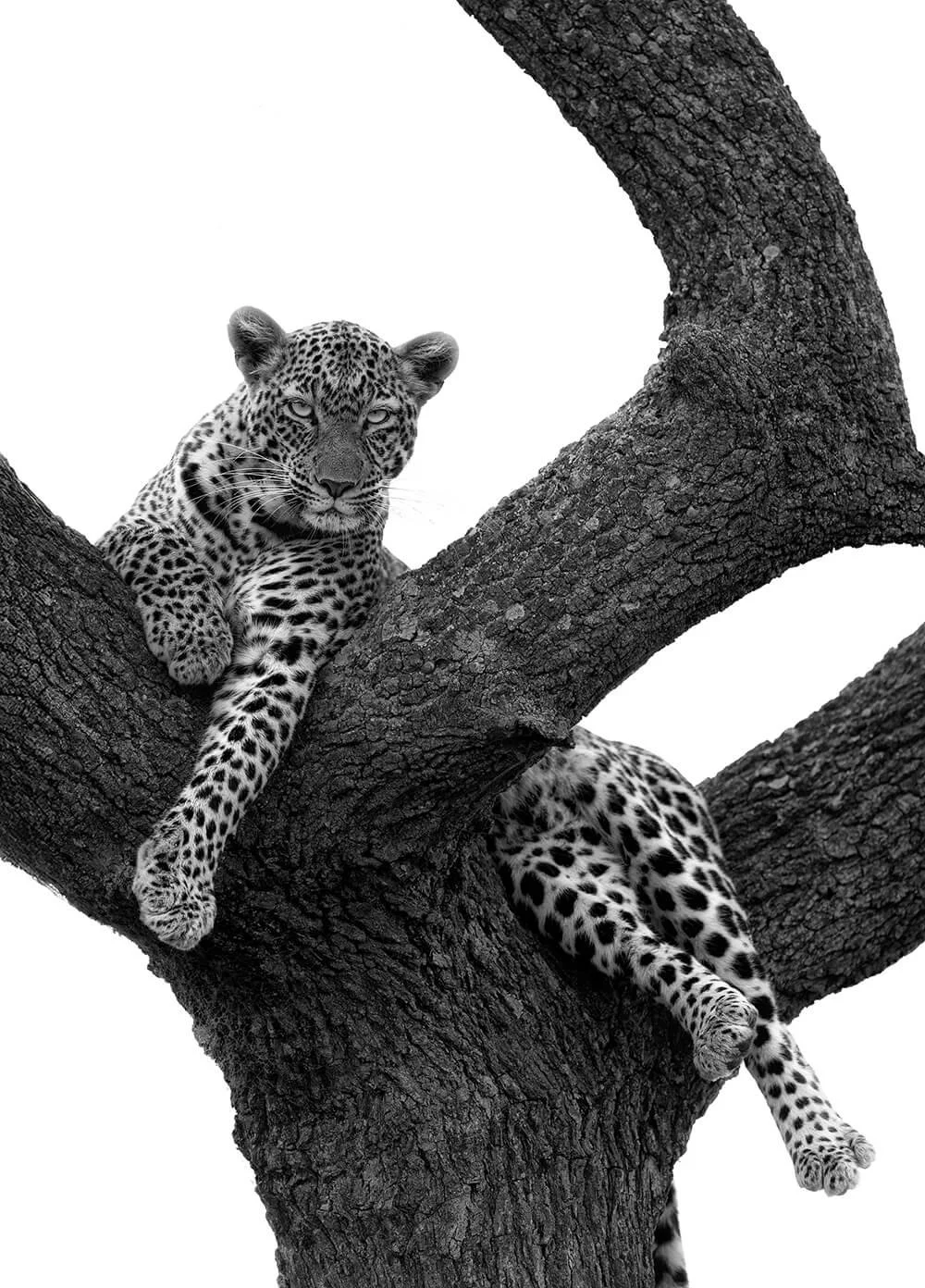 A black and white photograph of one leopard resting on a large tree branch, with one leaping off and the other looking directly at the camera.