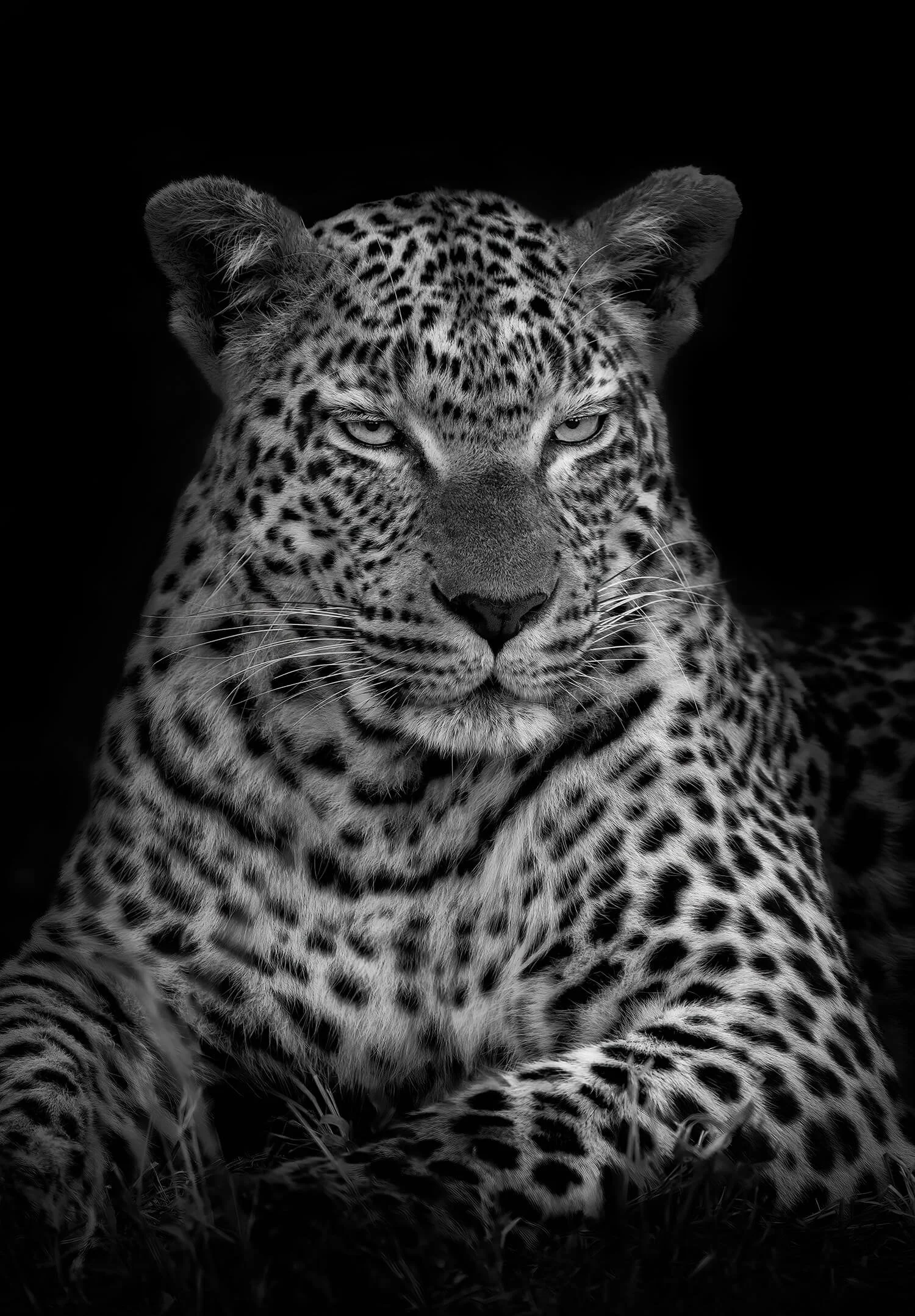 The big cats are my favorite animals. This HUGE male leopard is obviously a good hunter. He looks quite content and satisfied with himself.  Photographed in the Serengeti, Tanzania.