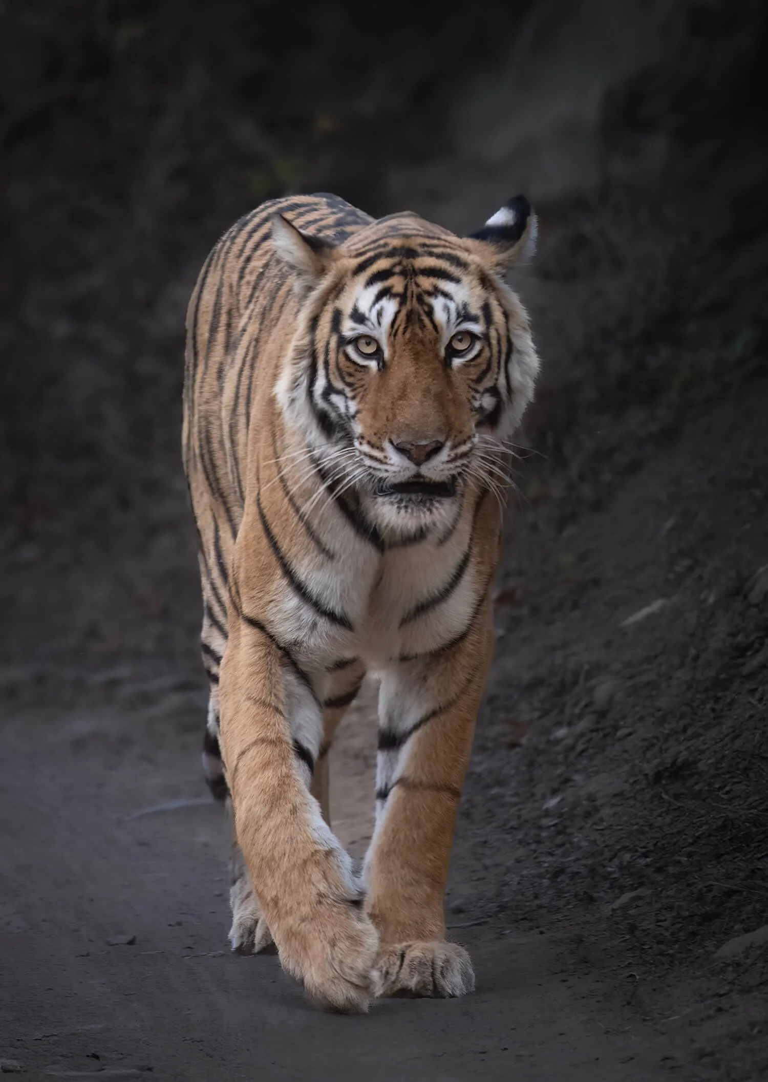 Queen of the road.  This tigress is Arrowhead. She was also known as T-84.  Arrowhead had no issues hunting crocodiles.  She was fearless.   Sadly, Arrowhead passed away on June 19, 2025 from a brain tumor.  Photographed in Ranthambore National Park,