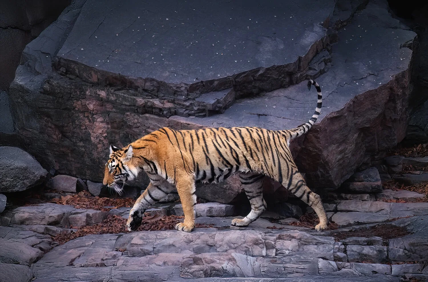 This female juvenile tiger was crying loudly.  She was searching for her two male siblings and mother.  She eventually found them after about thirty minutes.  Photographed in Ranthambore National Park, India.