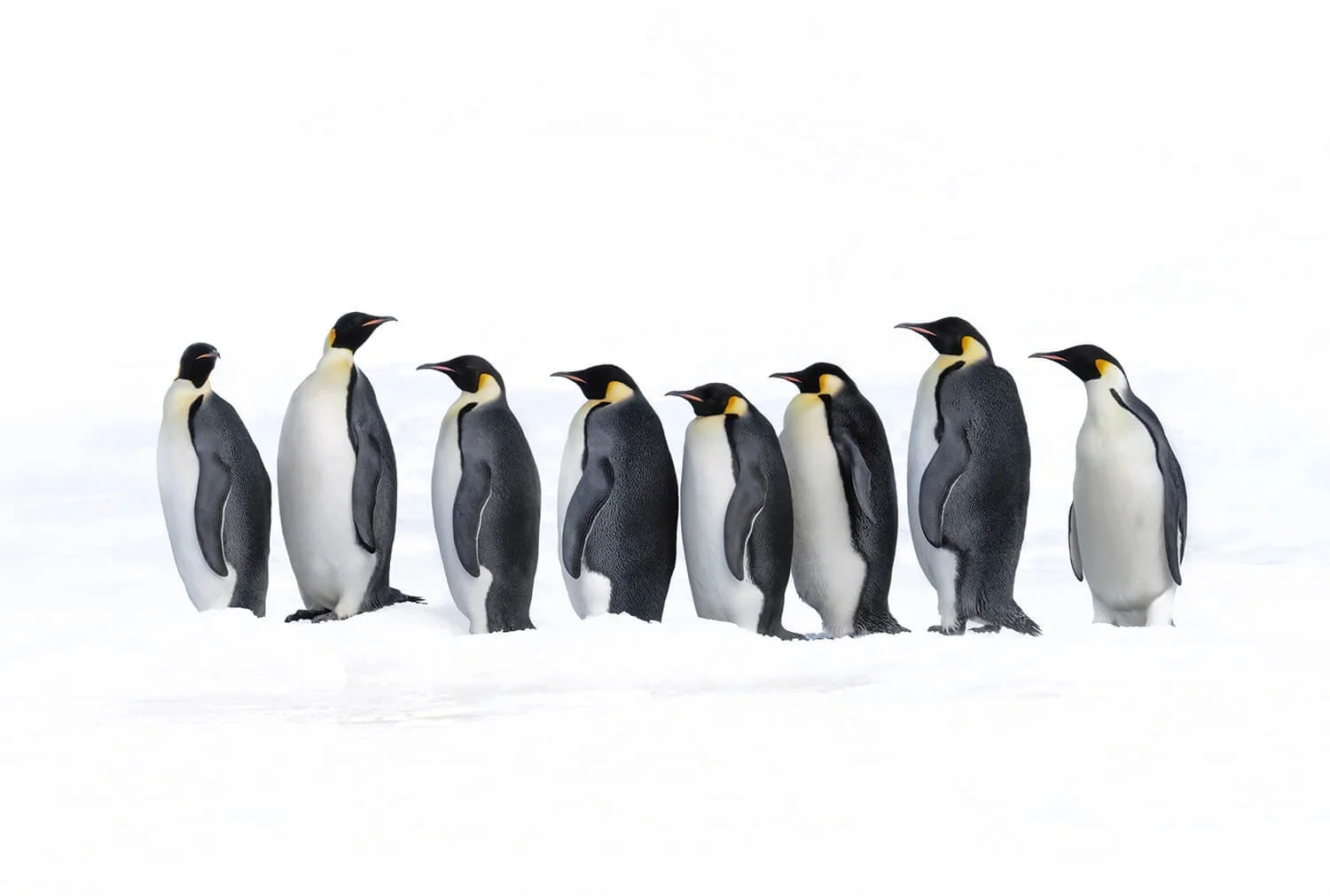 A waddle of penguins. A waddle, walking in a lime and huddling is a smart strategy that increases their chances of survival in a very challenging environment.  Photographed on Snow Island, Antartica.