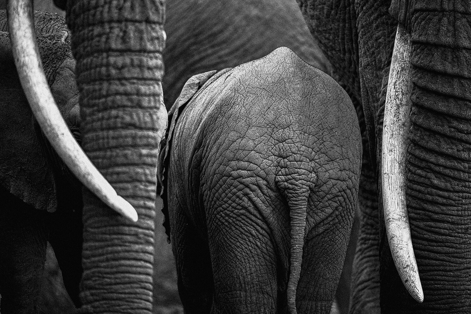 Close-up of the back of a young elephant being protected by adult elephants' trunks and tusks in black and white. Photographed in the Massai Mara, Kenya.