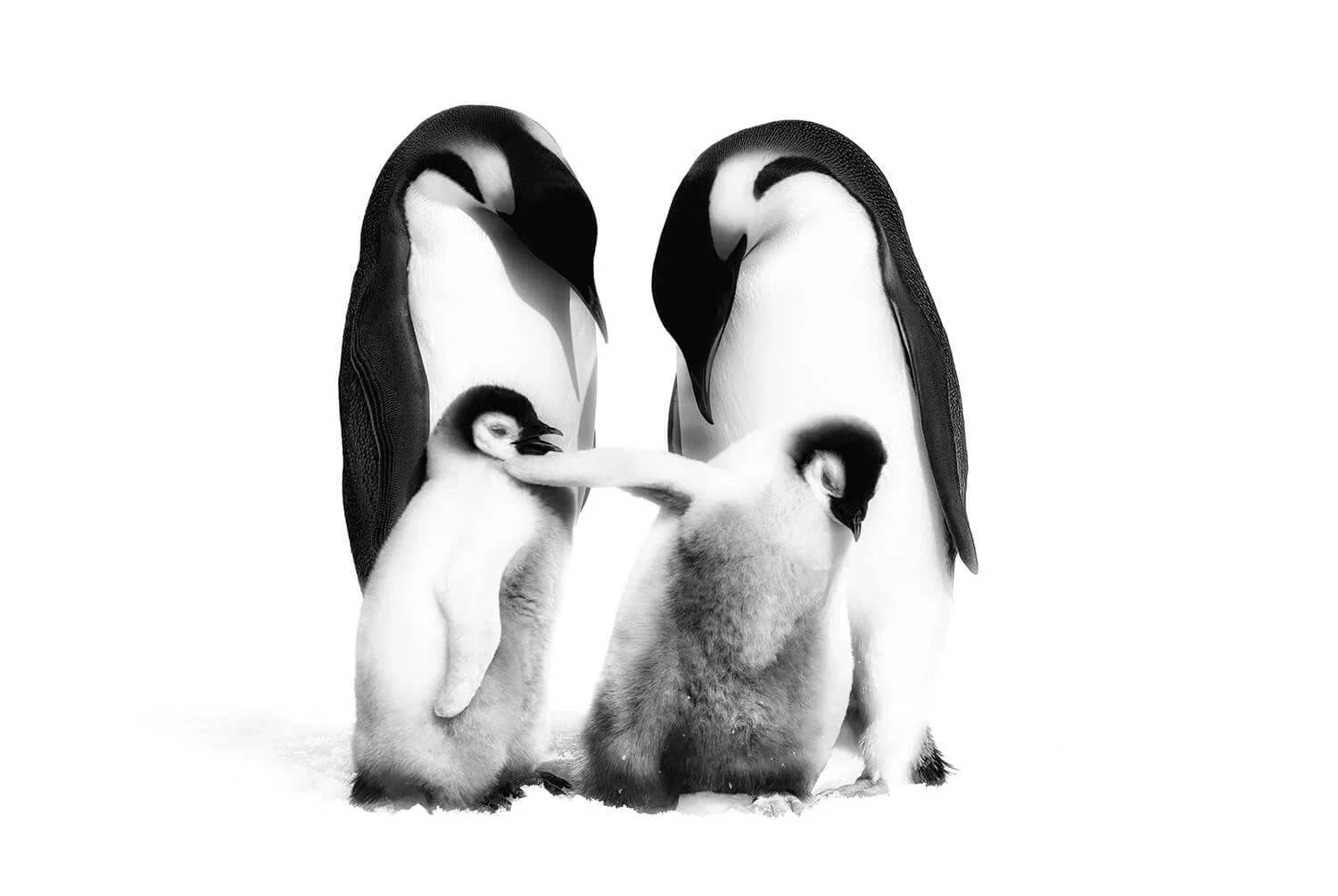 This very sassy juvenile emperor penguin chick kept swatting the other chick every time it got close.  The two adult emperor penguins just watched. Photographed on Snow Island, Antartica.