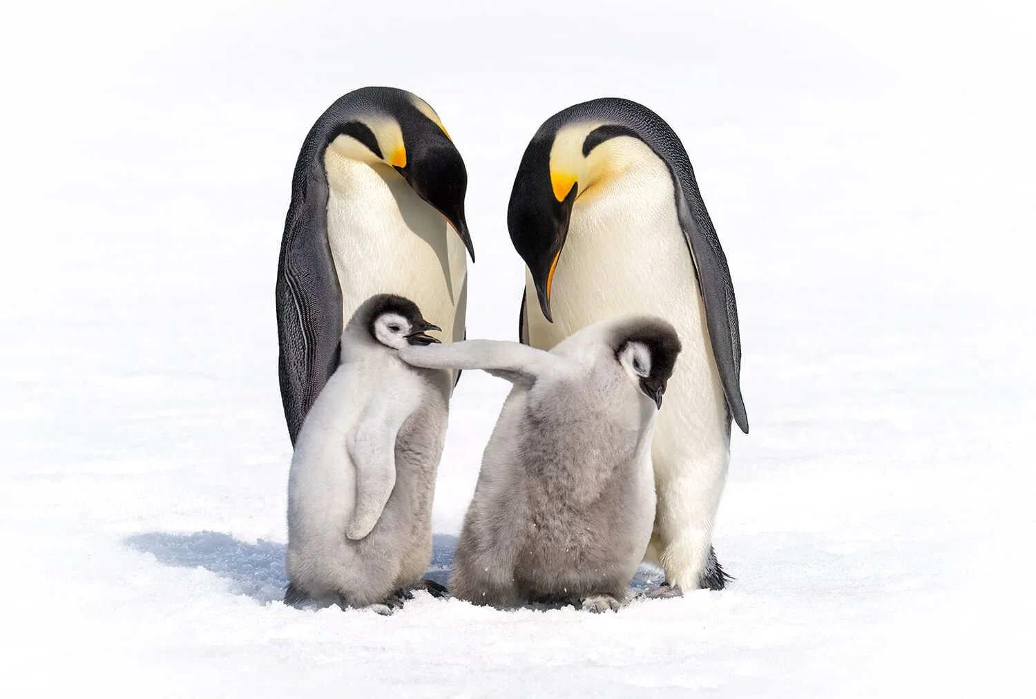 This very sassy juvenile emperor penguin chick kept swatting the other chick every time it got close.  The two adult emperor penguins just watched. Photographed on Snow Island, Antartica.