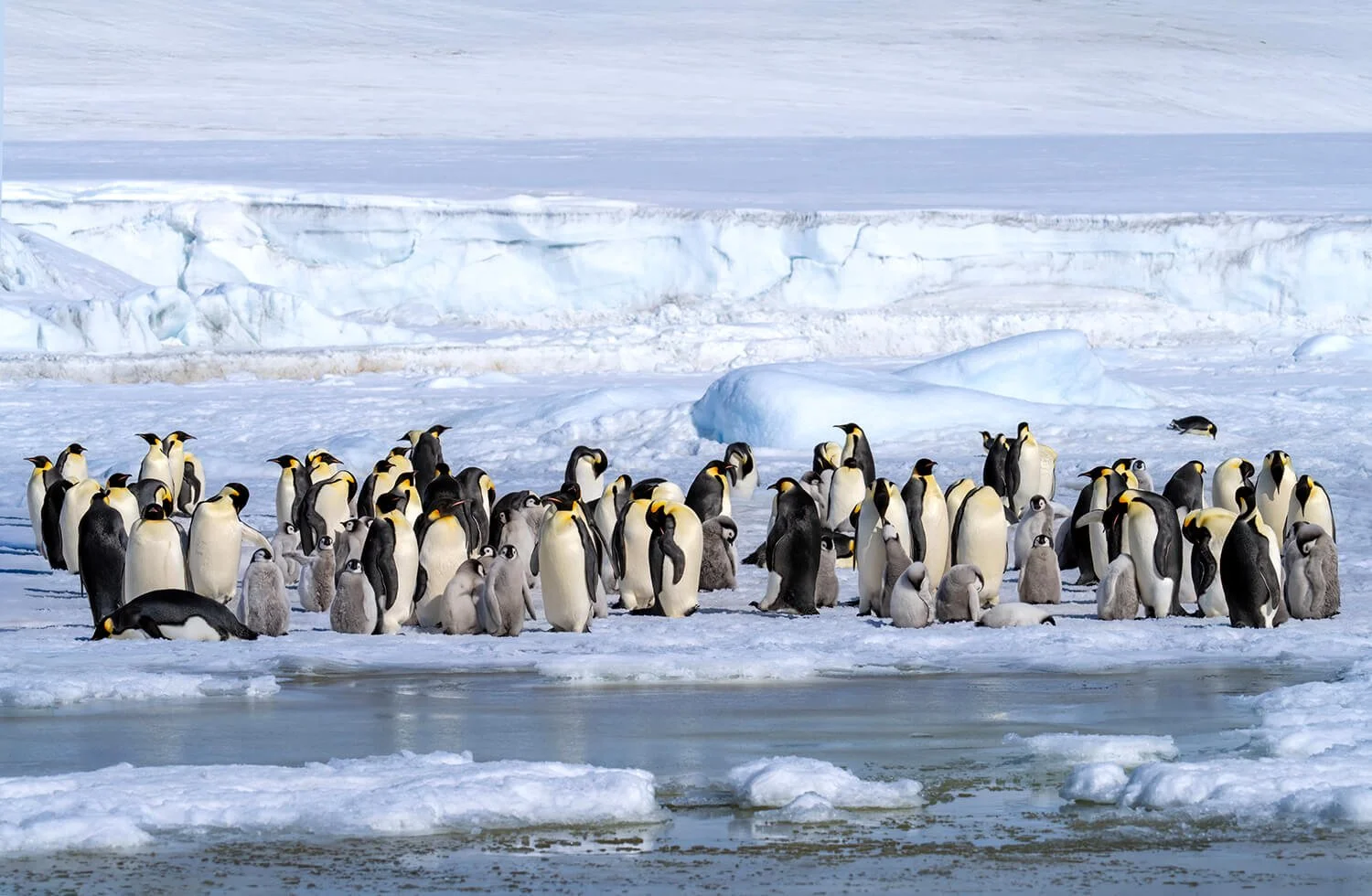 A large group of emperor penguins and their chicks keeping warm on an icy landscape on Snow island, Antarctica.