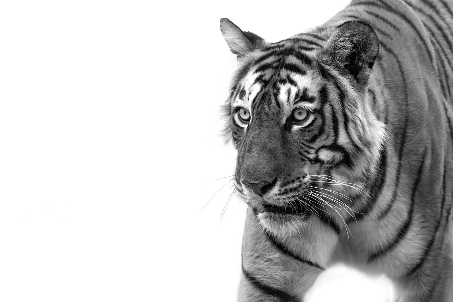 This tigress is Arrowhead, also known as T-84.  She was renowned for her hunting skills and fierce demeanor.  Arrowhead hunted crocodiles.  She passed away from a brain tumor on June 19, 2025.