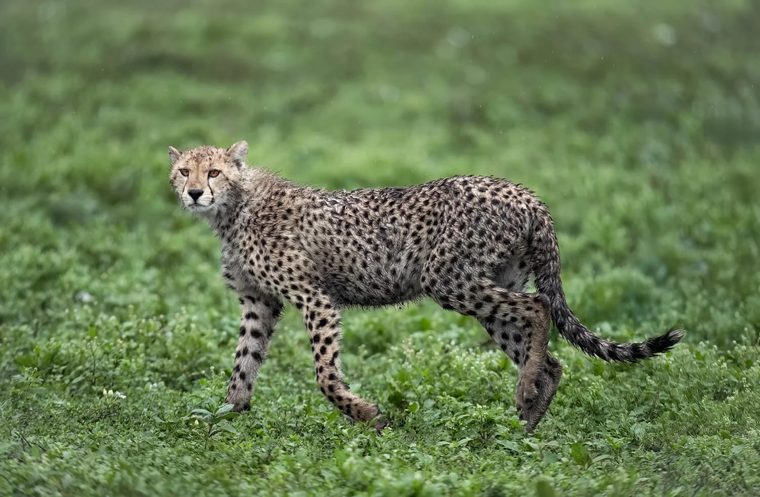 A mama cheetah is stalking a herd of impalas in the Serengeti, Tanzania.  She has three baby cubs to feed.
 