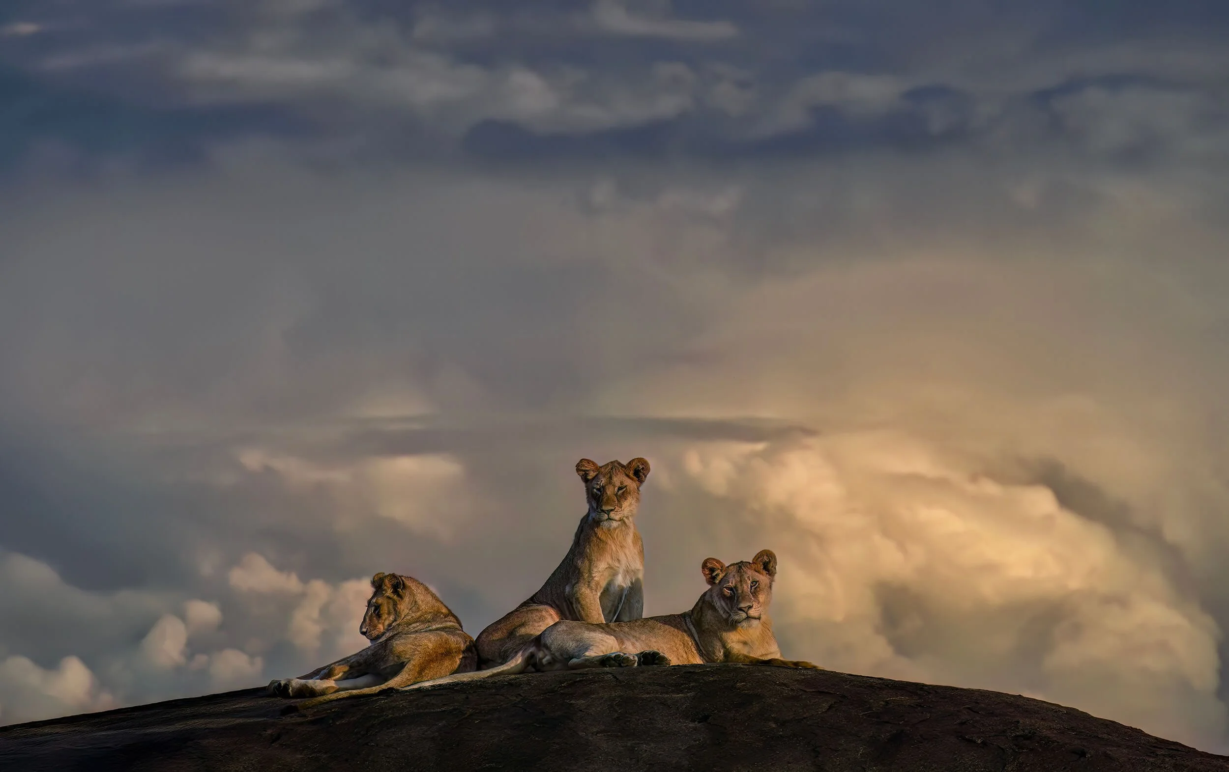 Three lions resting on a large rock against a cloudy sky at sunset.