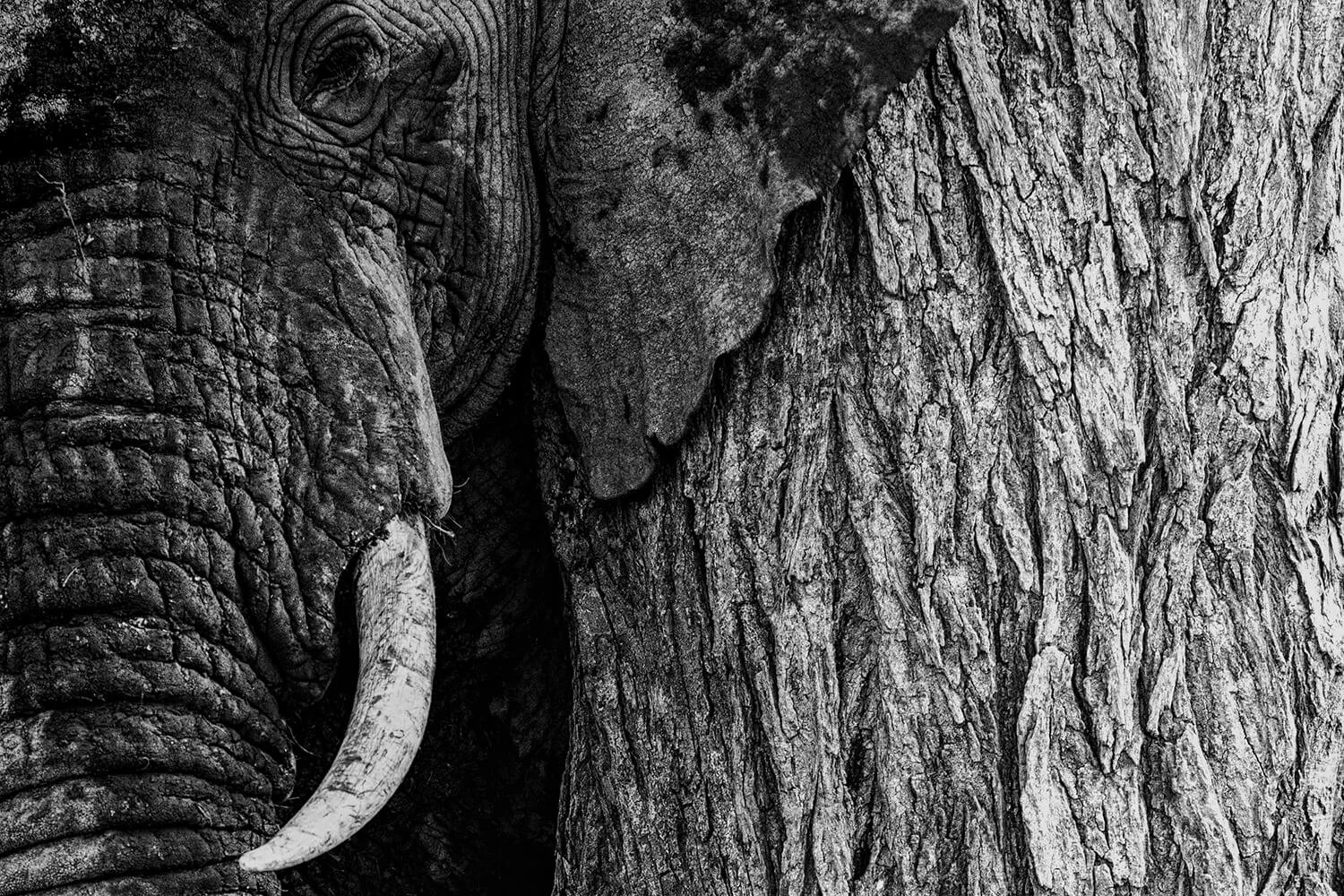 Nature telling the stories of the elephant and the tree trunk through time, weathering and the elements, both standing strong.  Close-up of an elephant's face and trunk next to a tree trunk, in black and white.