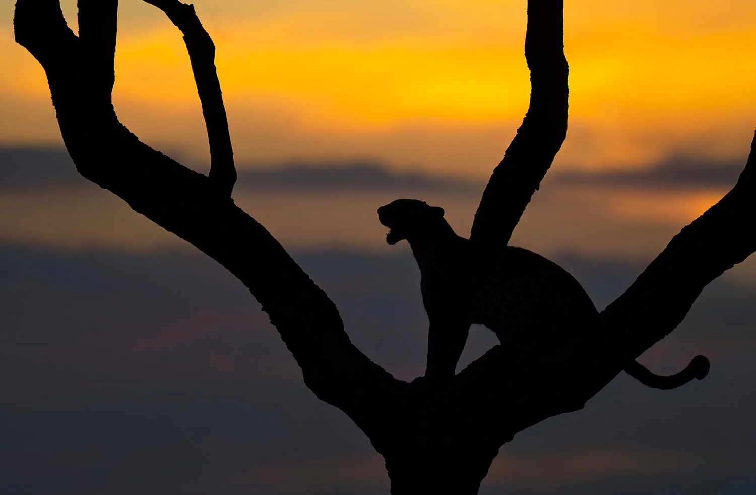 A majestic leopard sitting on her throne at sunset.  Photographed in South Africa. 