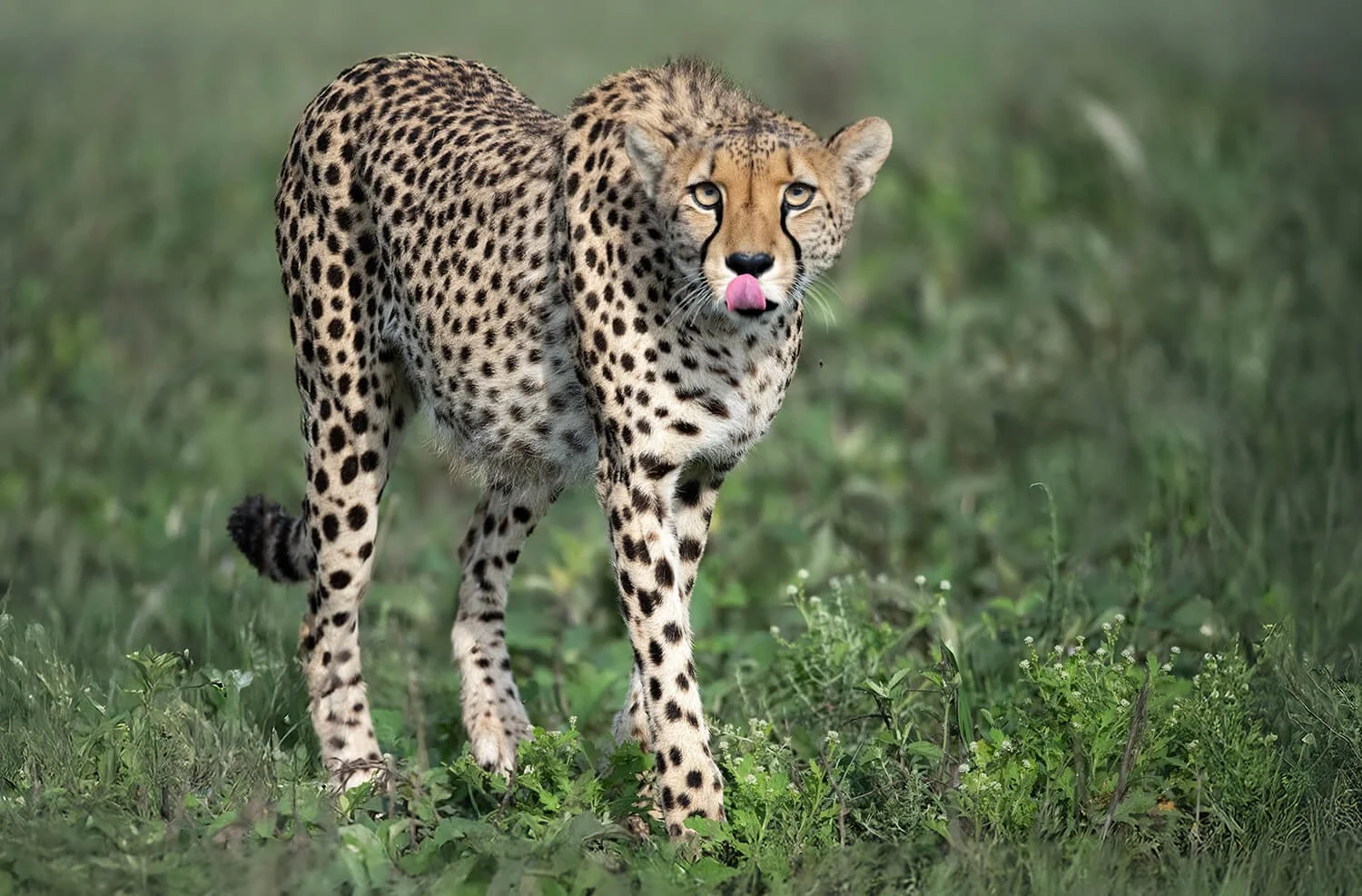This mama cheetah standing on grass with her pink tongue sticking out was an incredible hunter.  Photographed in Serengeti National Park, Tanzania.