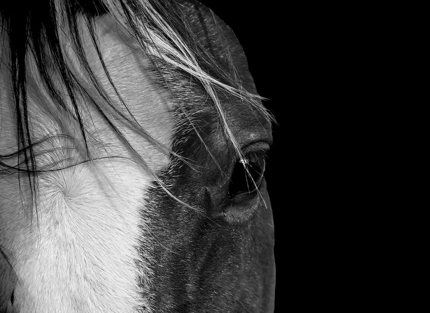 Horse's head, showing eye, mane, and part of its face in black and white with a dark background. Photograph taken at Jawai Stables, Jawai, Rajasthan India.