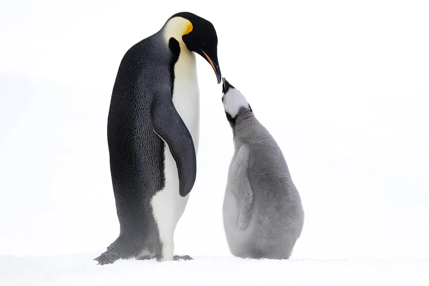 An adult emperor penguin standing on snow feeding a young juvenile penguin.  Photographed on Snow Island, Antartica.