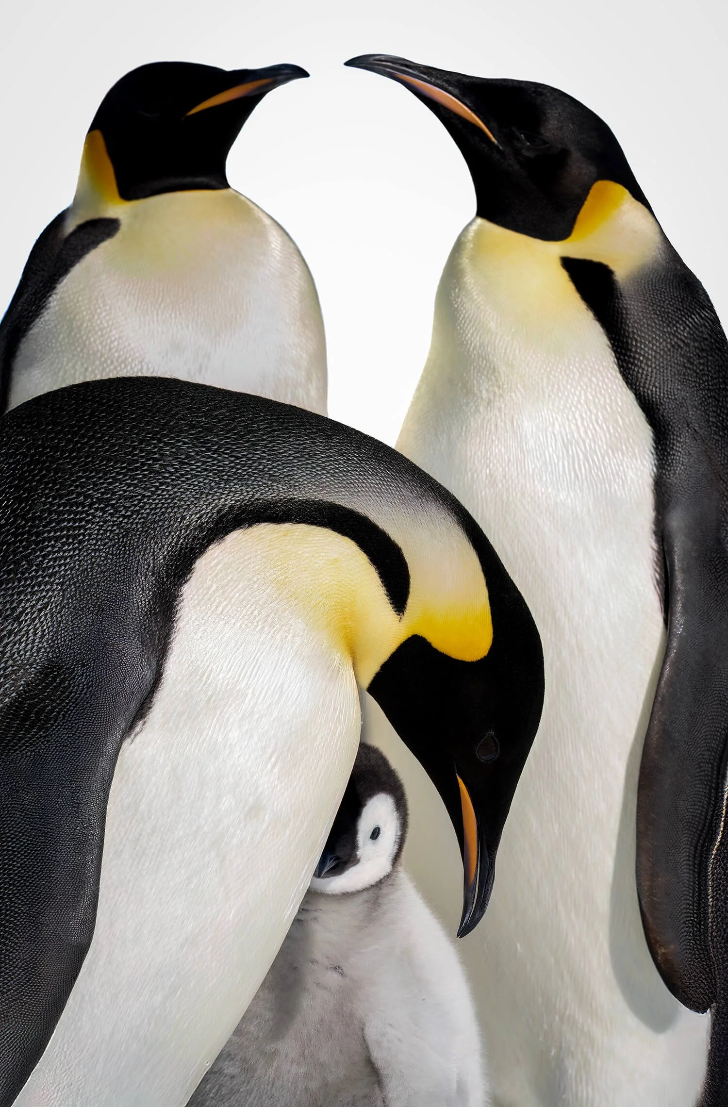 It takes a village on Snow Island, Antartica to keep the baby chicks warm and safe.  Three adult Emperor penguins and one chick, with the chicks nestled between the adults with  their beautiful, waterproof black, white, and yellow plumage.