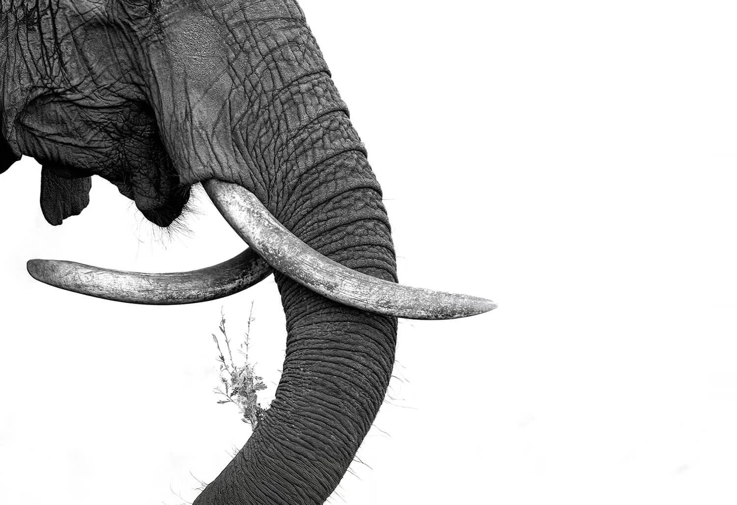 Mama elephant was born with twisted trunks. She had a baby calf with her. It is not only extraordinary that she has survived but is healthy and flourishing.  