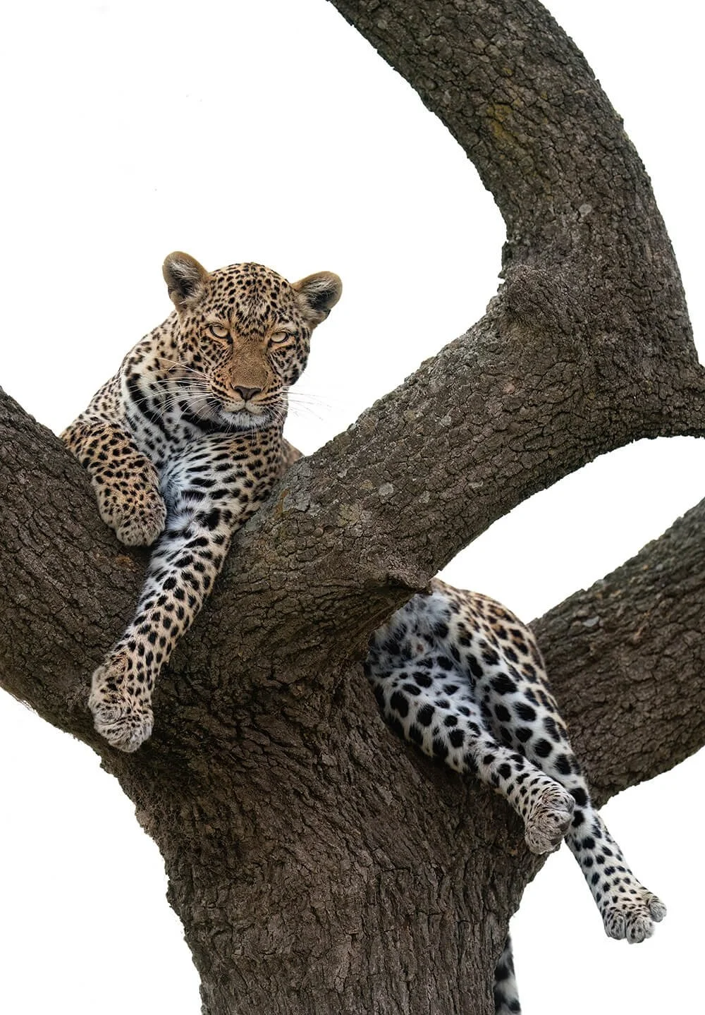 A leopard resting on a tree branch with a white background.