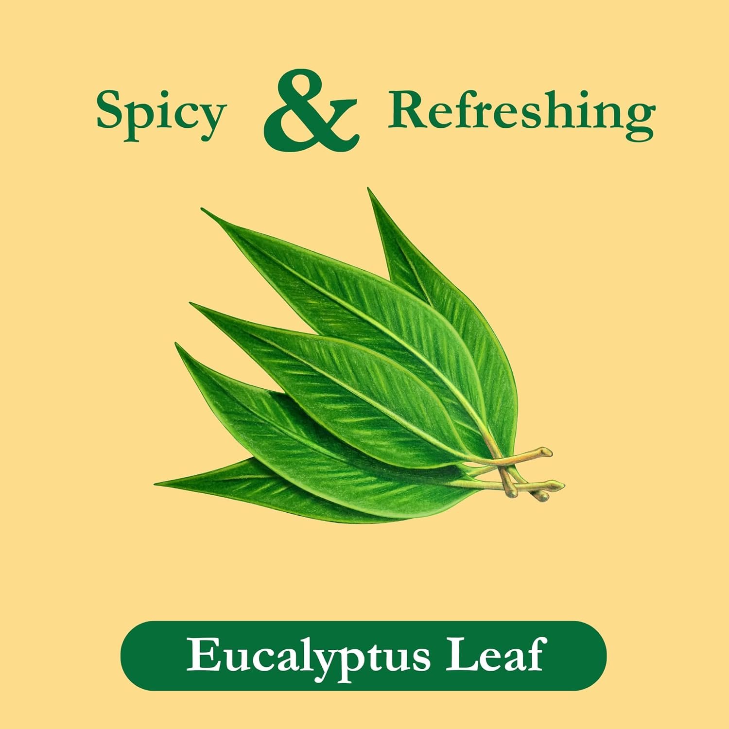 Tadin Eucalyptus Tea, Herbal Tea, Caffeine Free, 24 Tea Bags