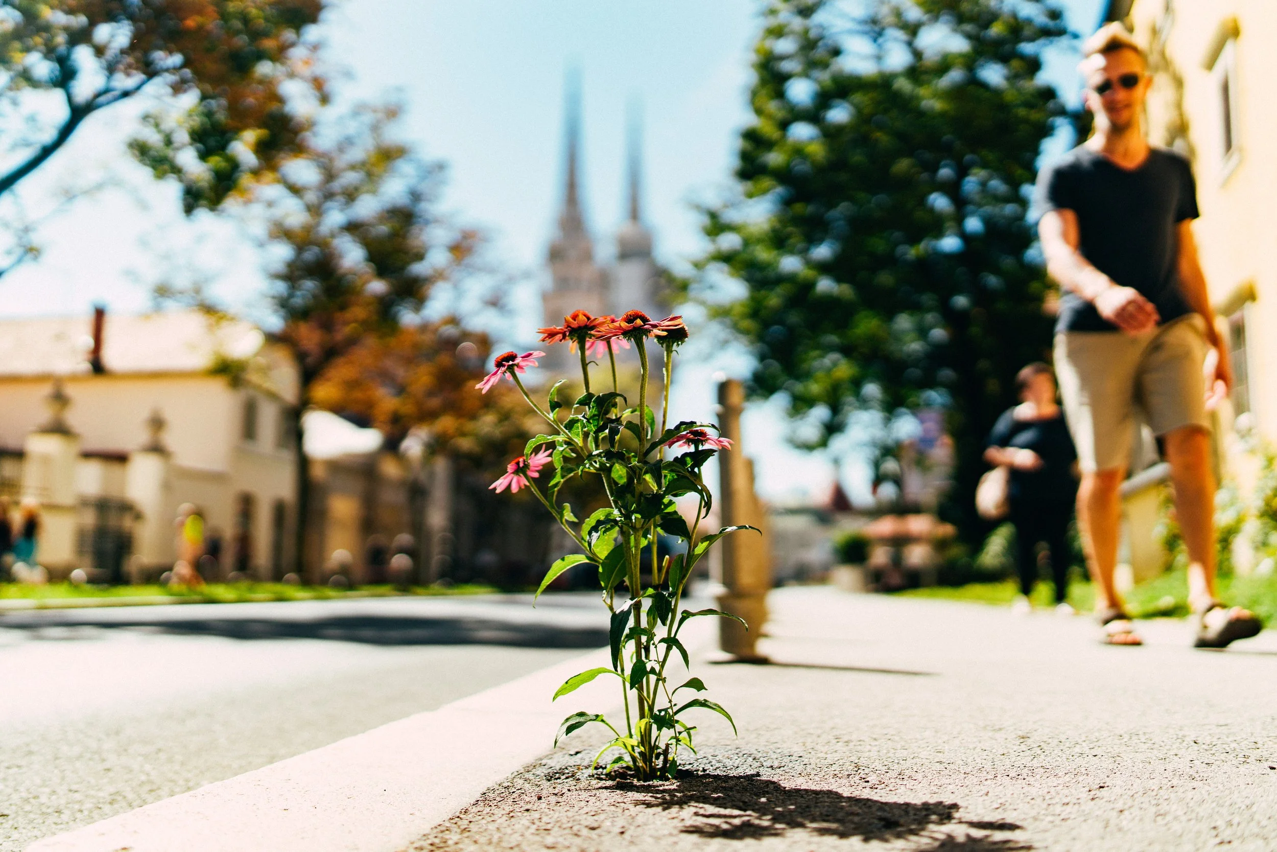 __Biljkoborci, 2019.jpg