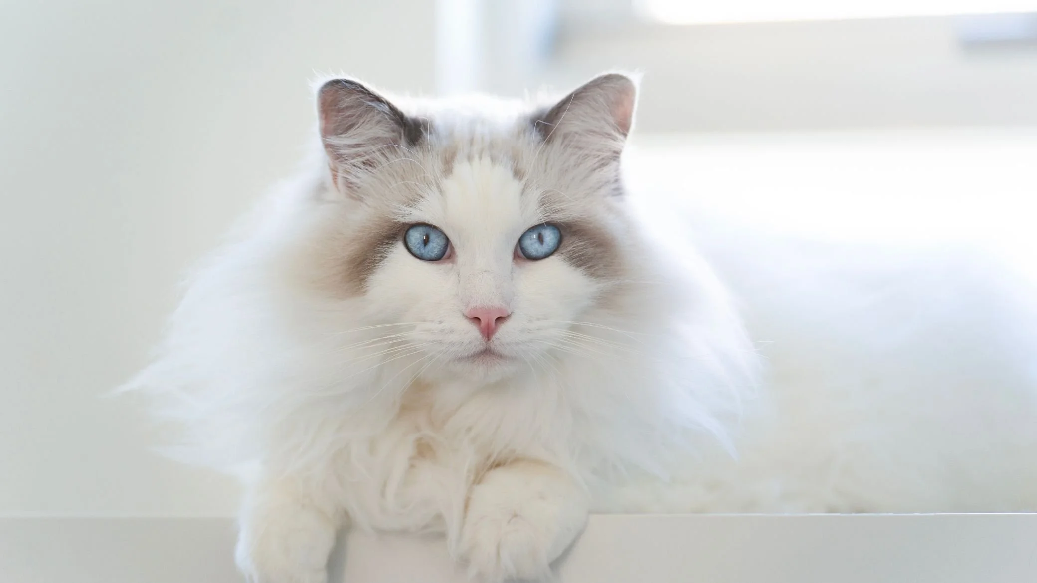 guide assurance chat ragdoll