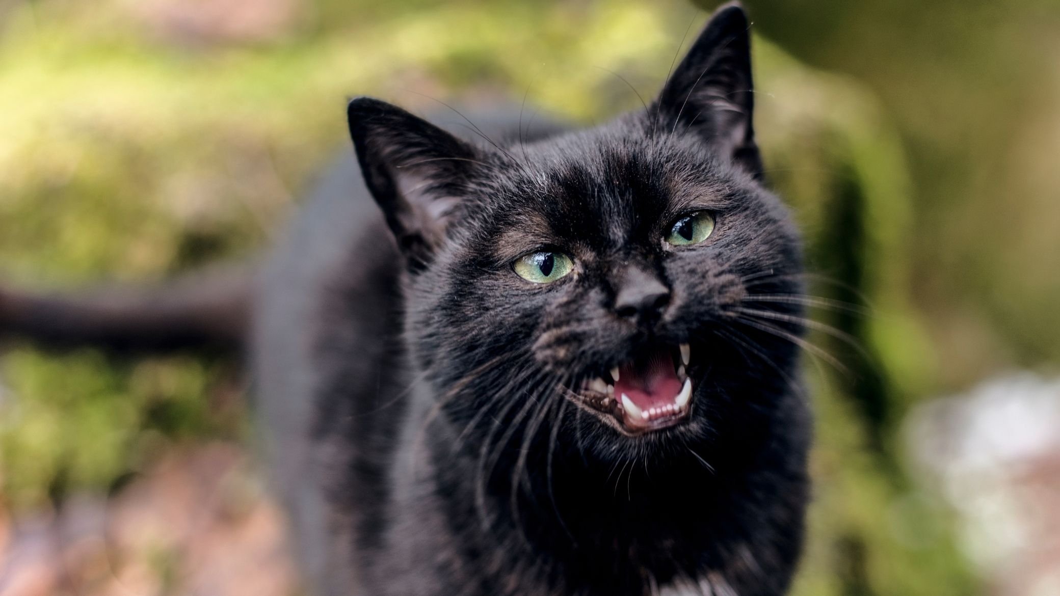 mon chat miaule tout le temps