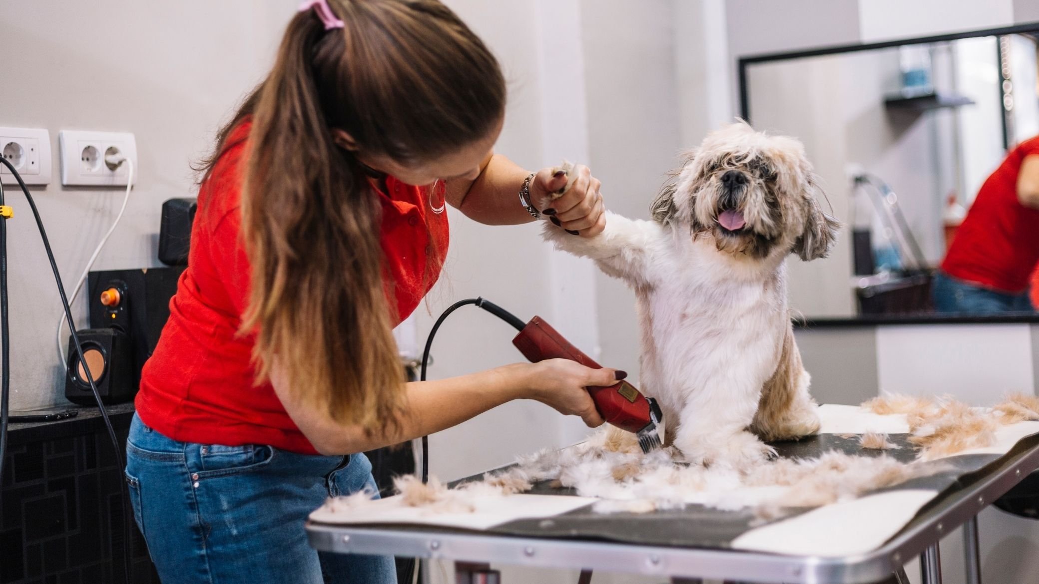 tondeuse pour chien professionnelle