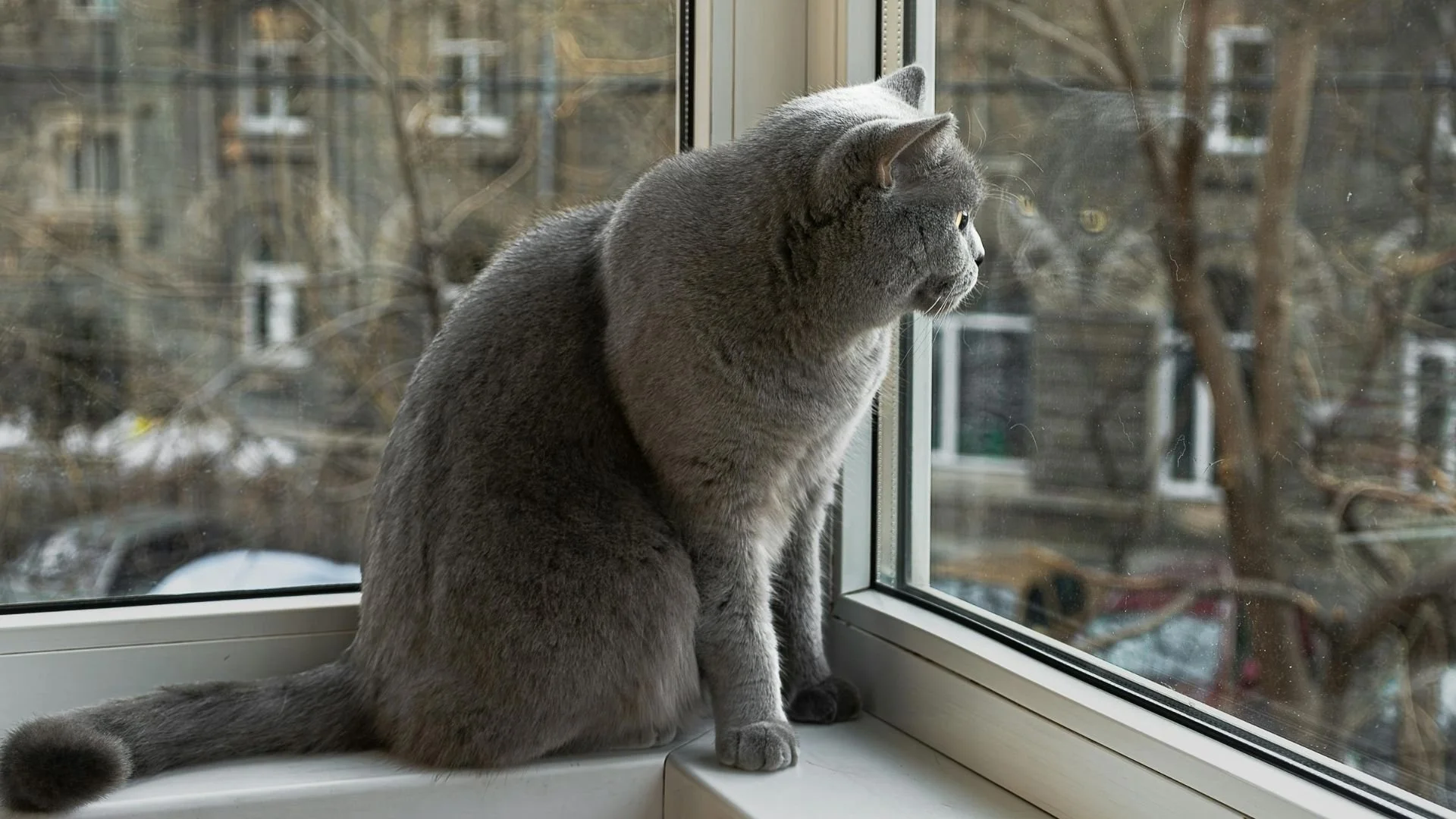 Je culpabilise de laisser mon chat seul : Comment ne plus angoisser et assurer son bonheur ?