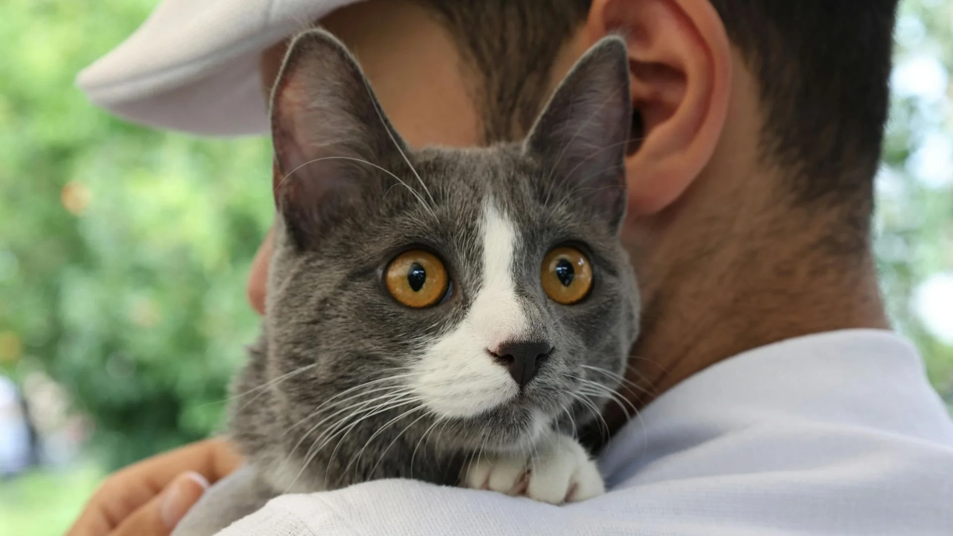 Mon chat est toujours avec moi : Amour fusionnel ou anxiété cachée ?