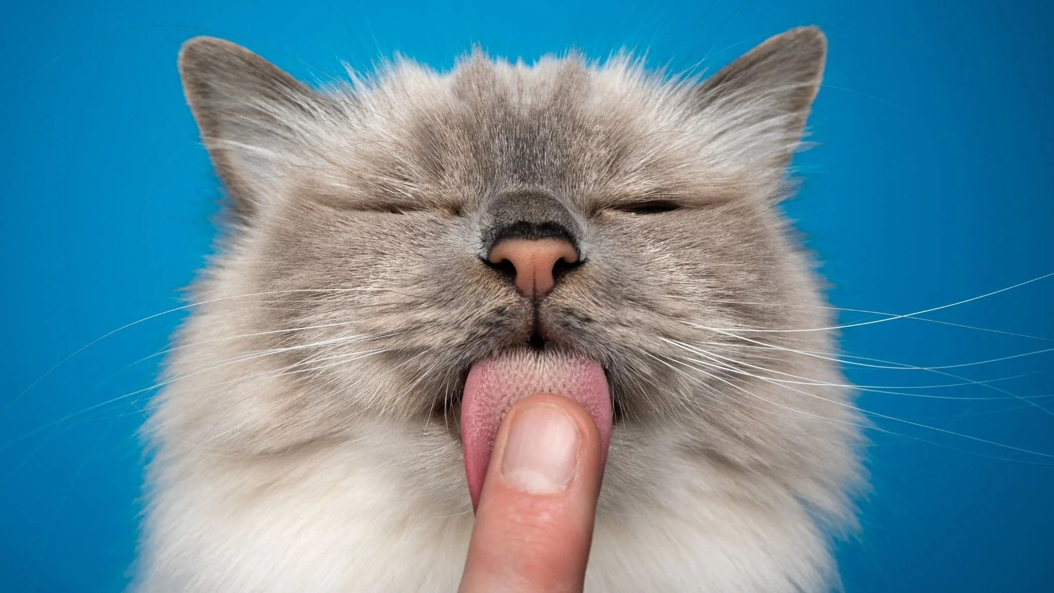 Pourquoi mon chat me lèche ? 7 Raisons décryptées par une comportementaliste🐱