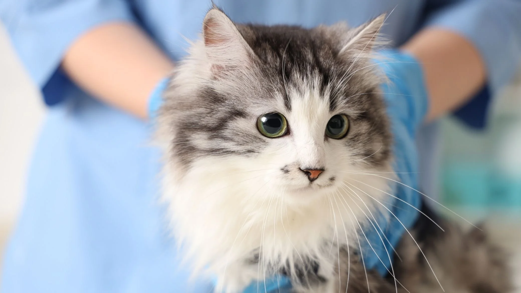 Castration du chat : Tout ce qu'il faut savoir (Prix, Âge, Risques)