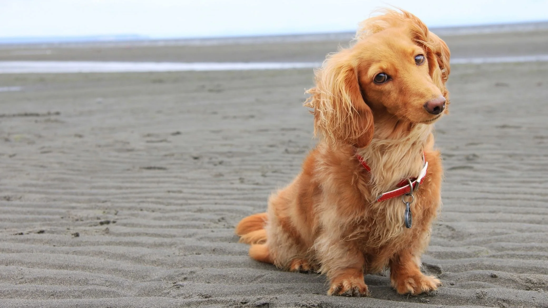Quel est le coût réel d'un chien par année en 2026 ? Le budget vérité détaillé 🐾