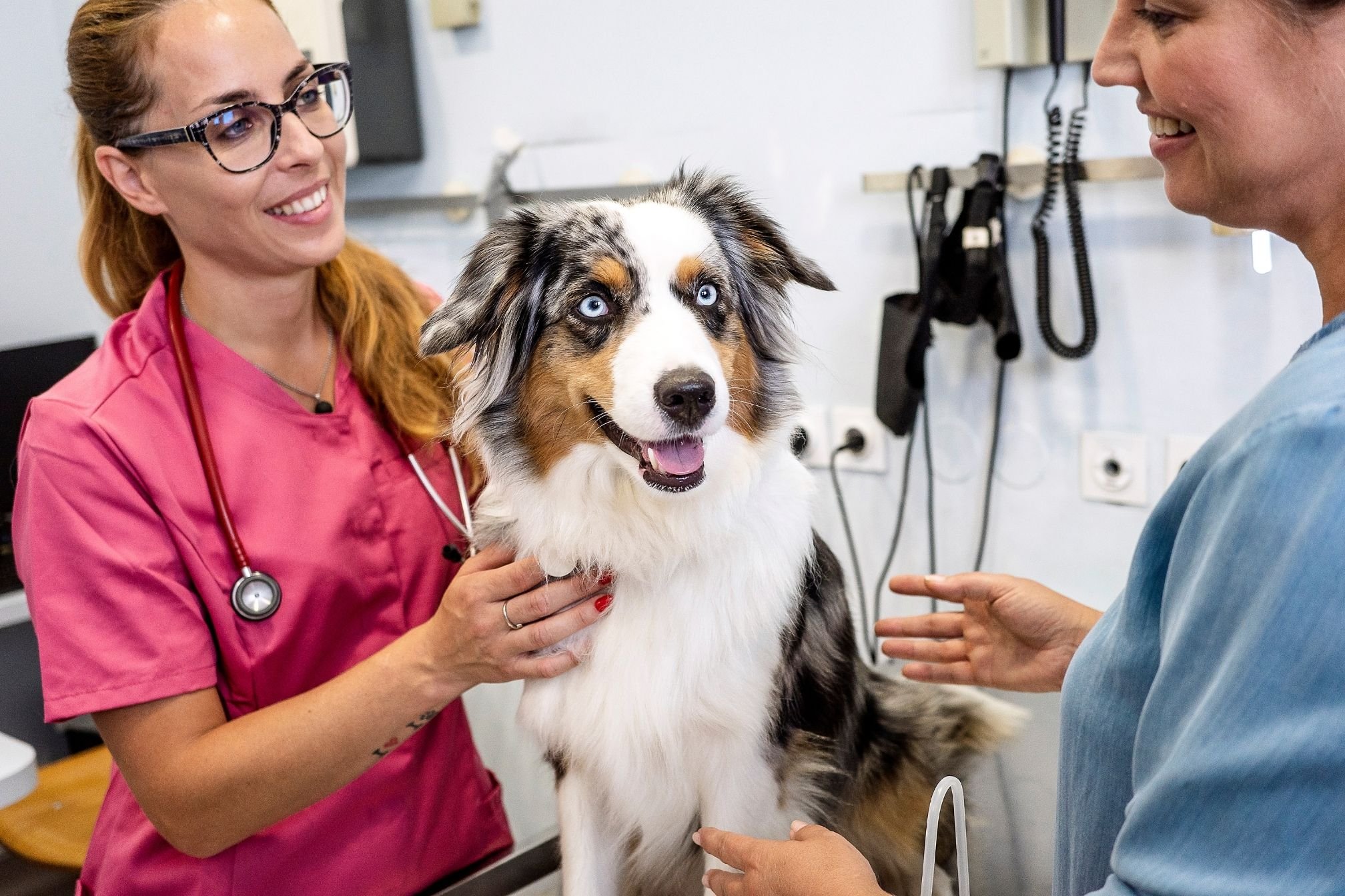 piège assurance chien