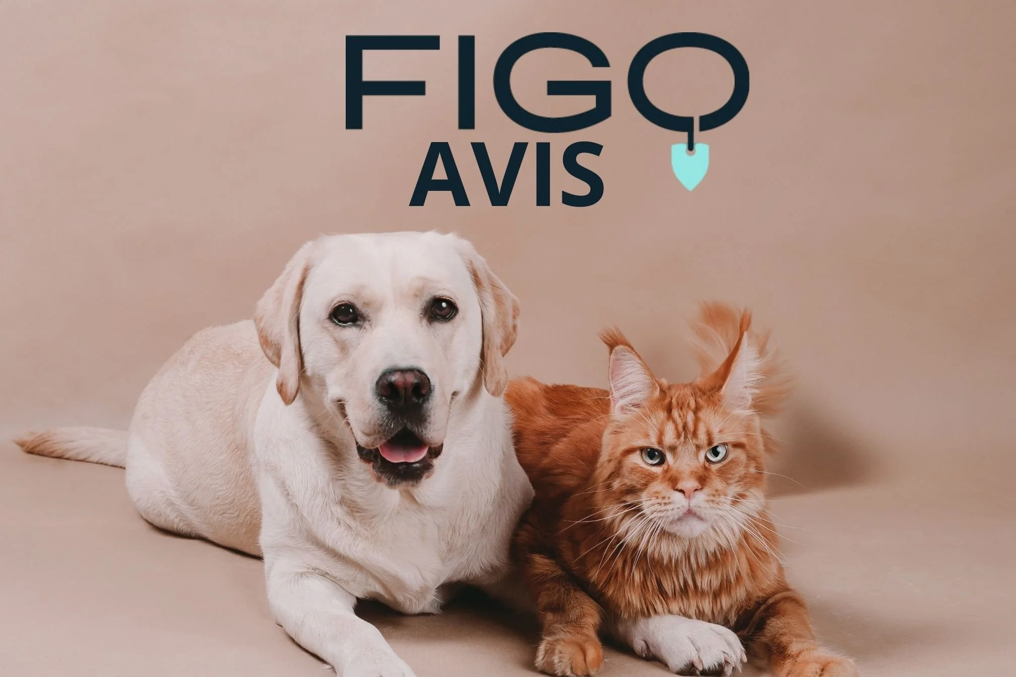 figo assurances avis