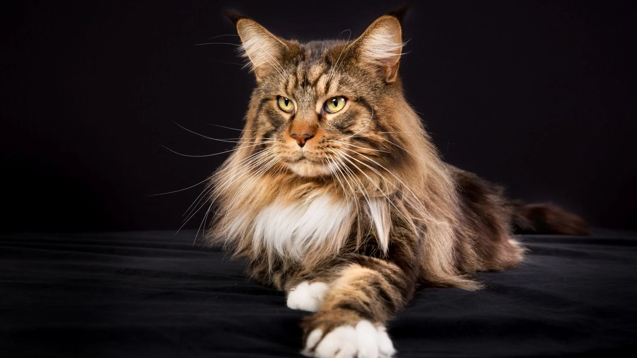 maine coon caractère
