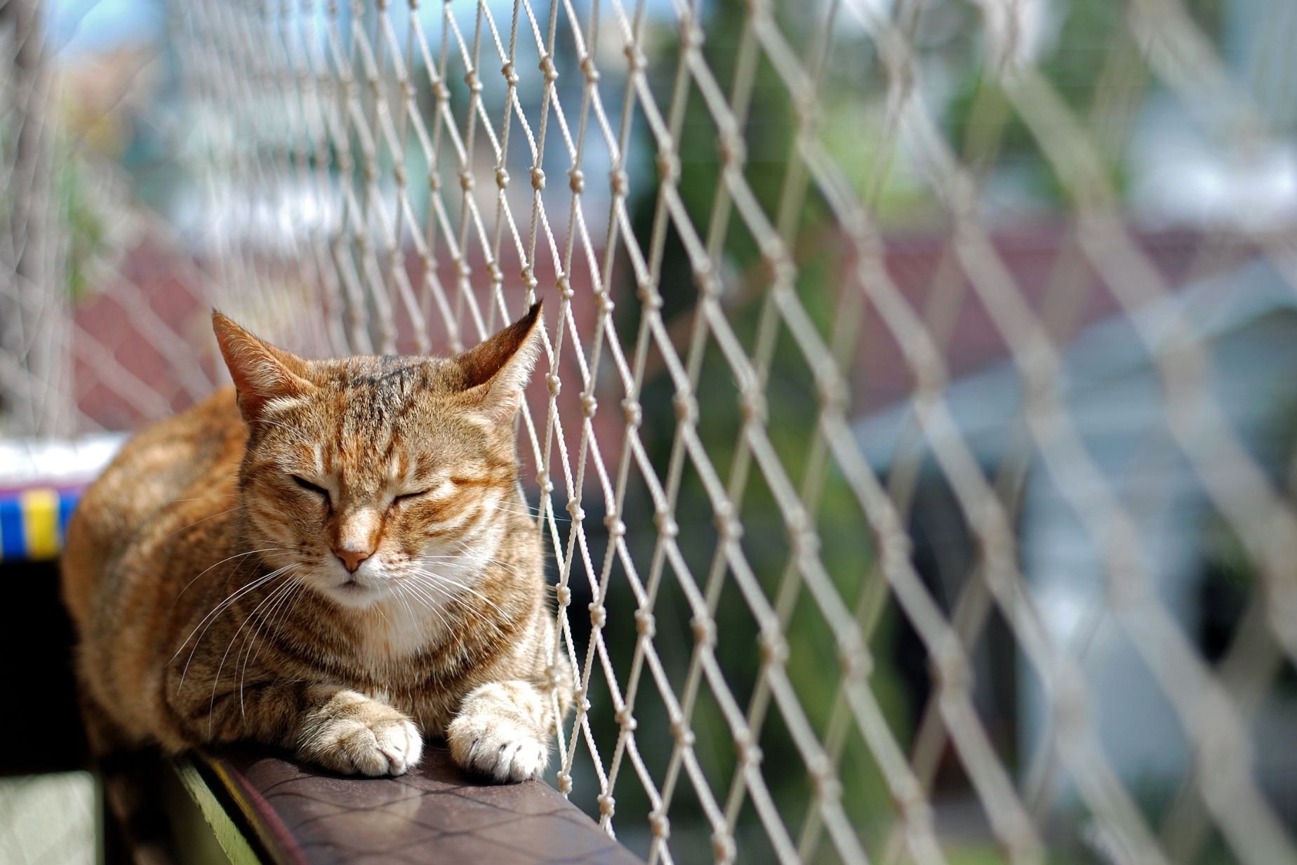 Comment sécuriser son balcon pour chat : le guide complet !