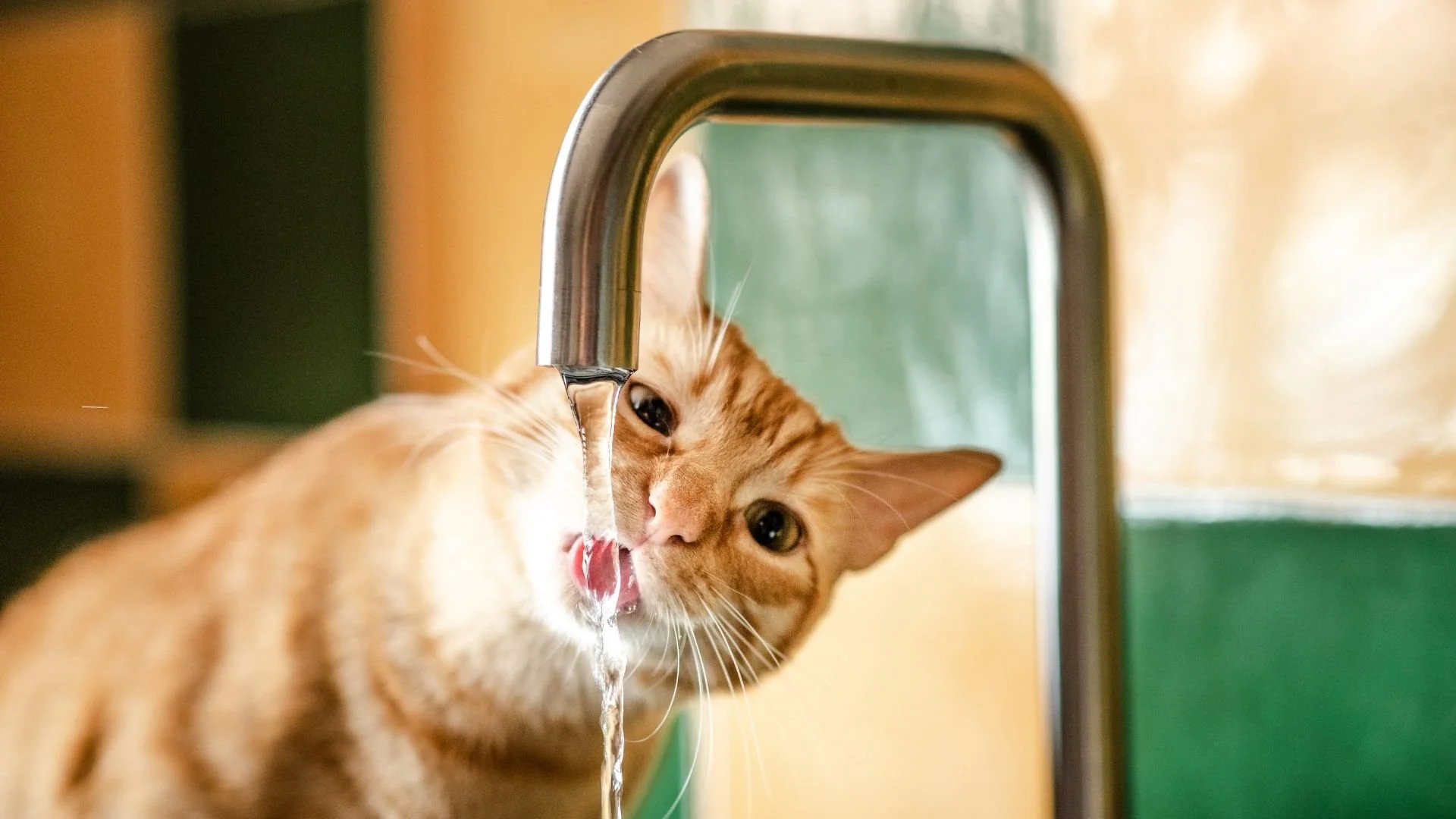 chat boit beaucoup d'eau