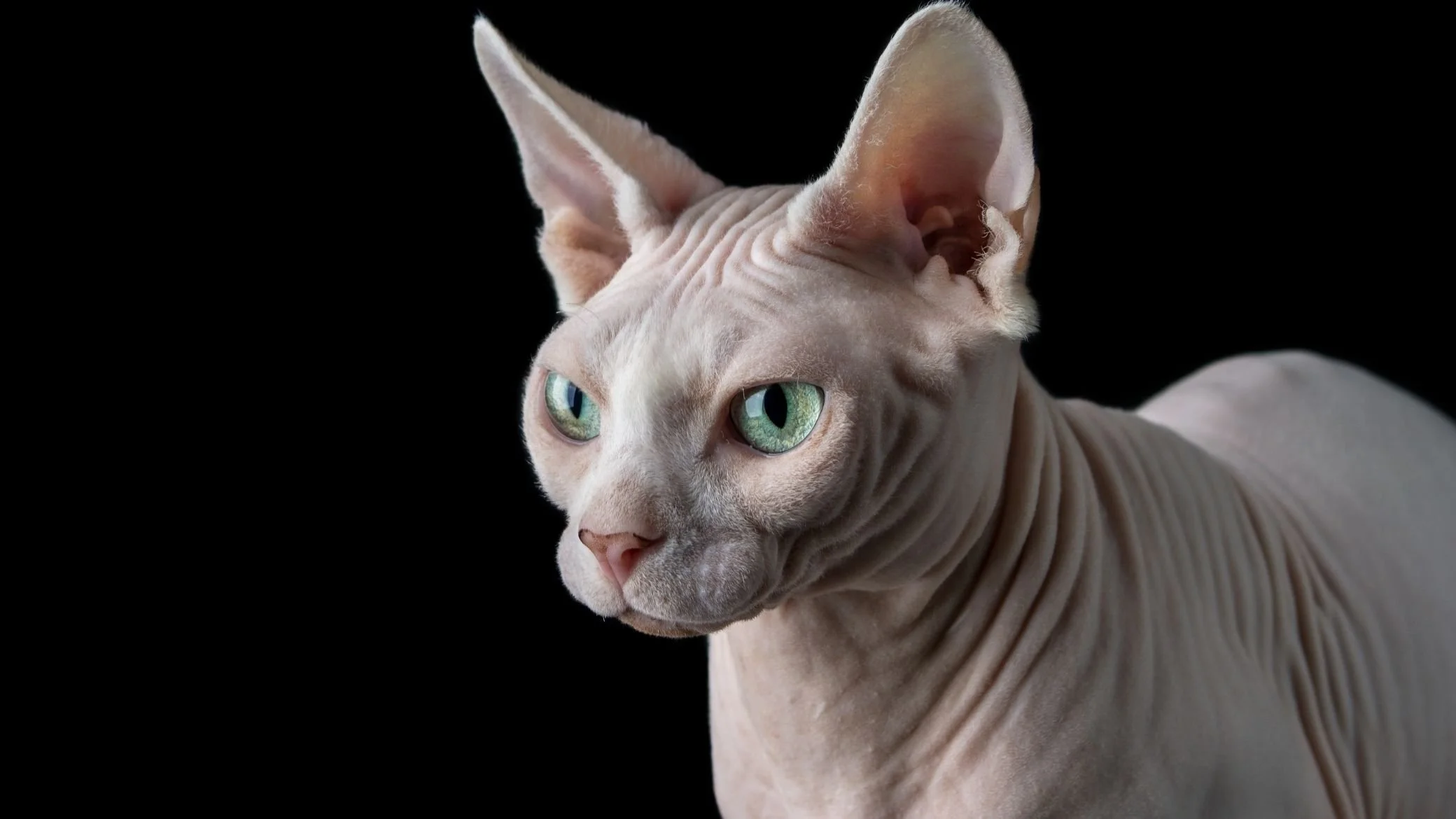sphynx canadien