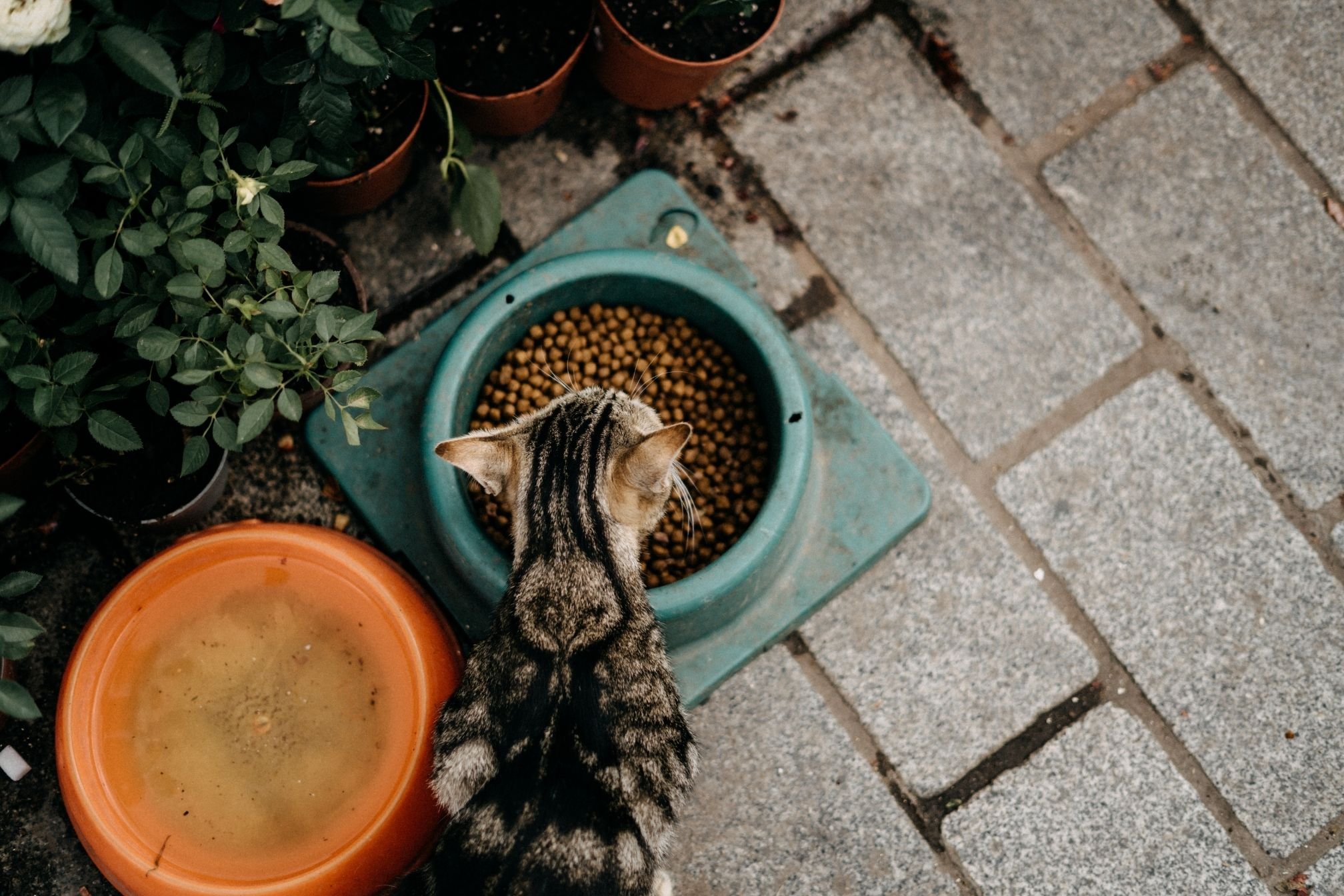 Dosage Croquette Chat : Le Guide Complet Pour Une Alimentation Équilibrée 🐱