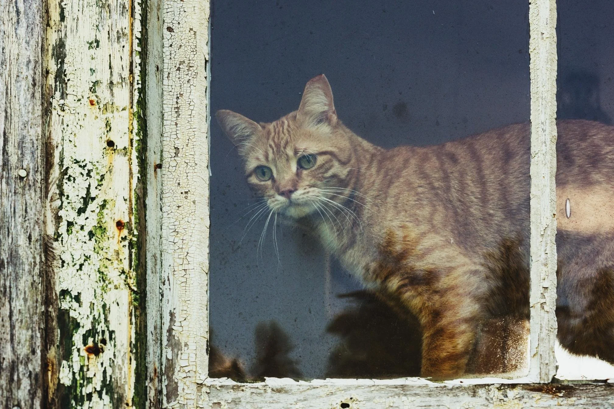 Guide Ultime : Combien de Temps Peut-on Laisser un Chat Seul ? (Limites et Précautions)