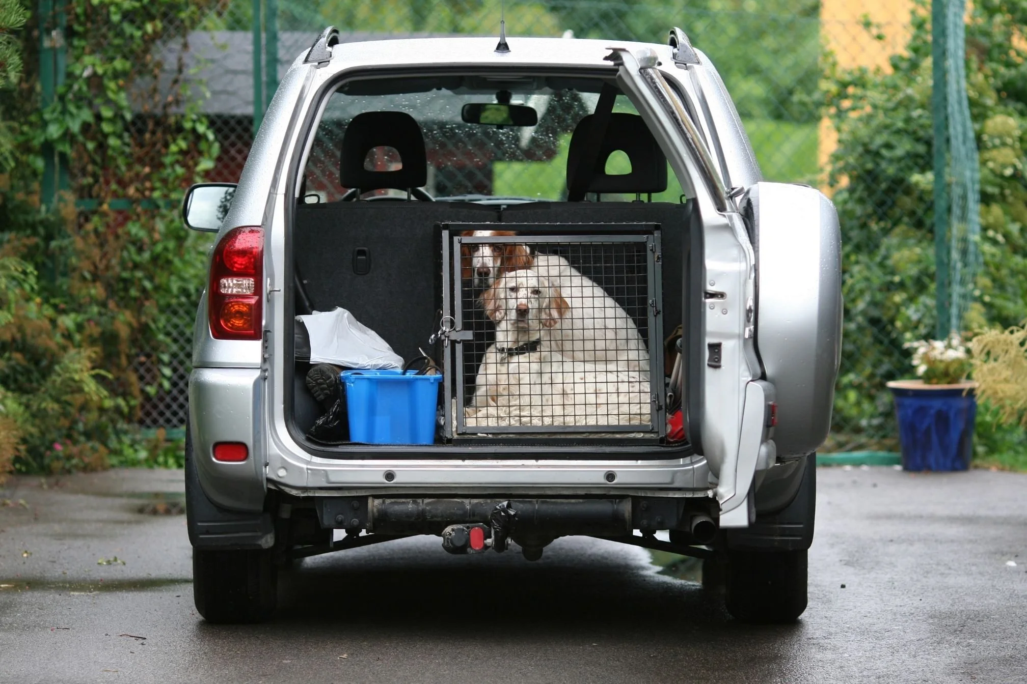 transporter chien en voiture avec cage