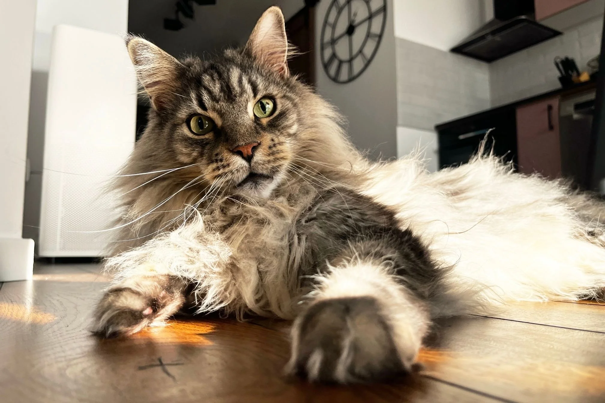 assurance pour maine coon