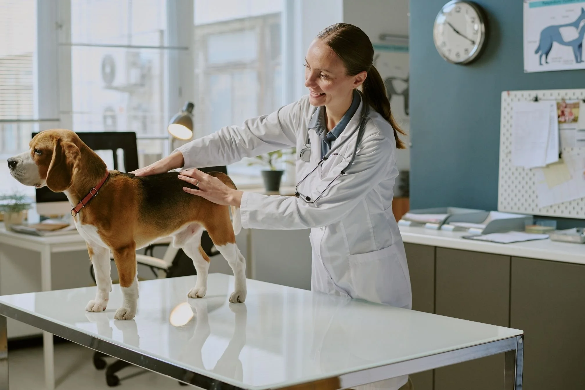chien chez le vétérinaire