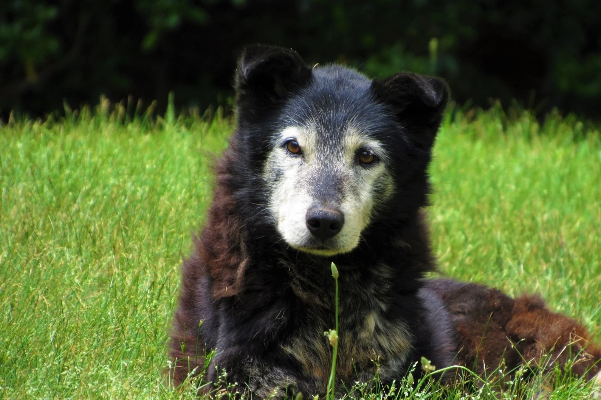 chien refusé asssurance
