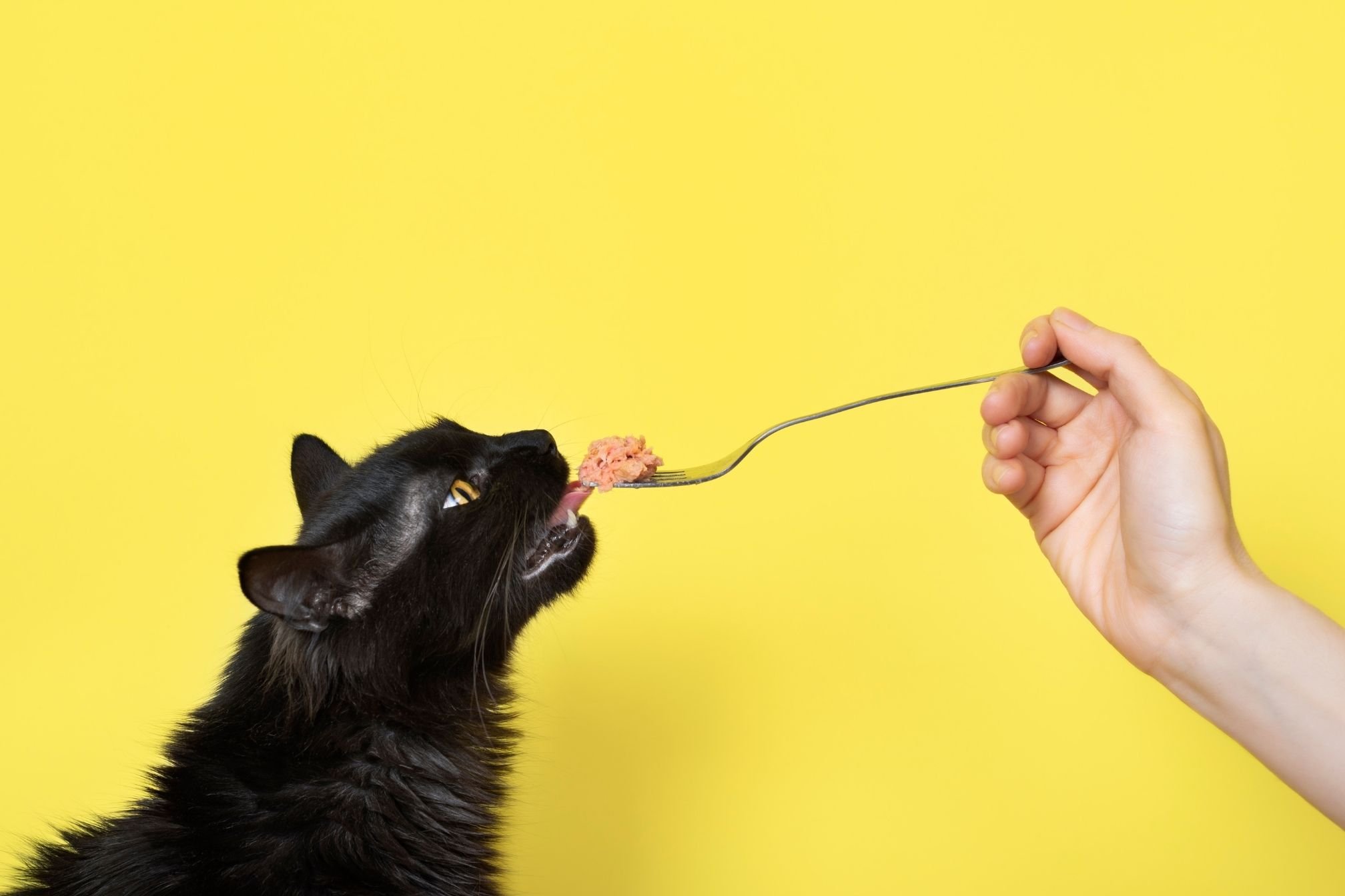 Meilleure Pâtée pour Chat: Guide Complet pour bien Nourrir Votre Félin!