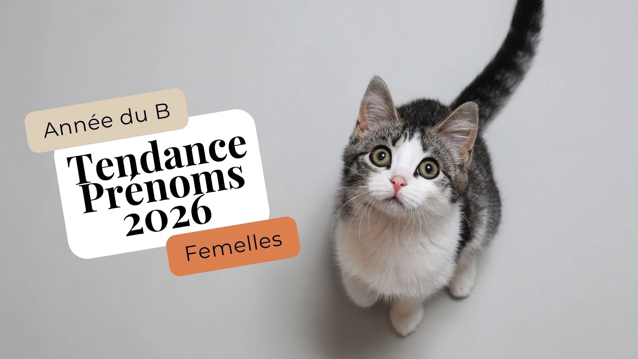 prénom chat femelle 2026