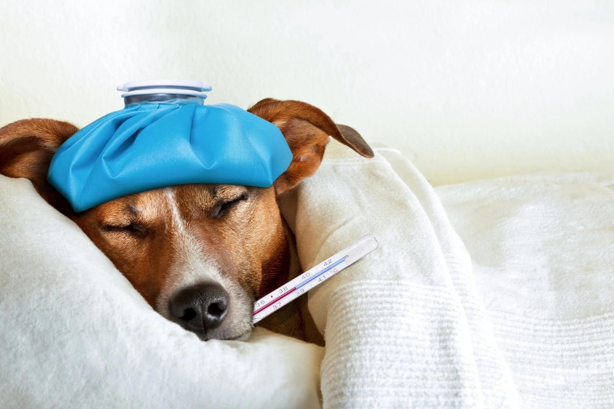 remboursement assurance animaux