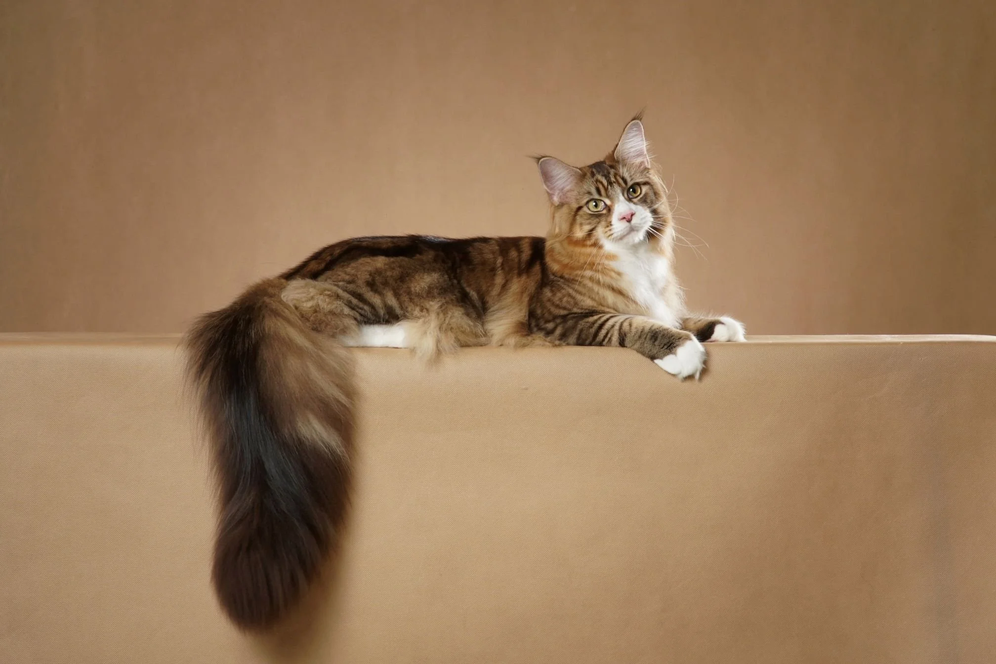quand souscrire assurance maine coon