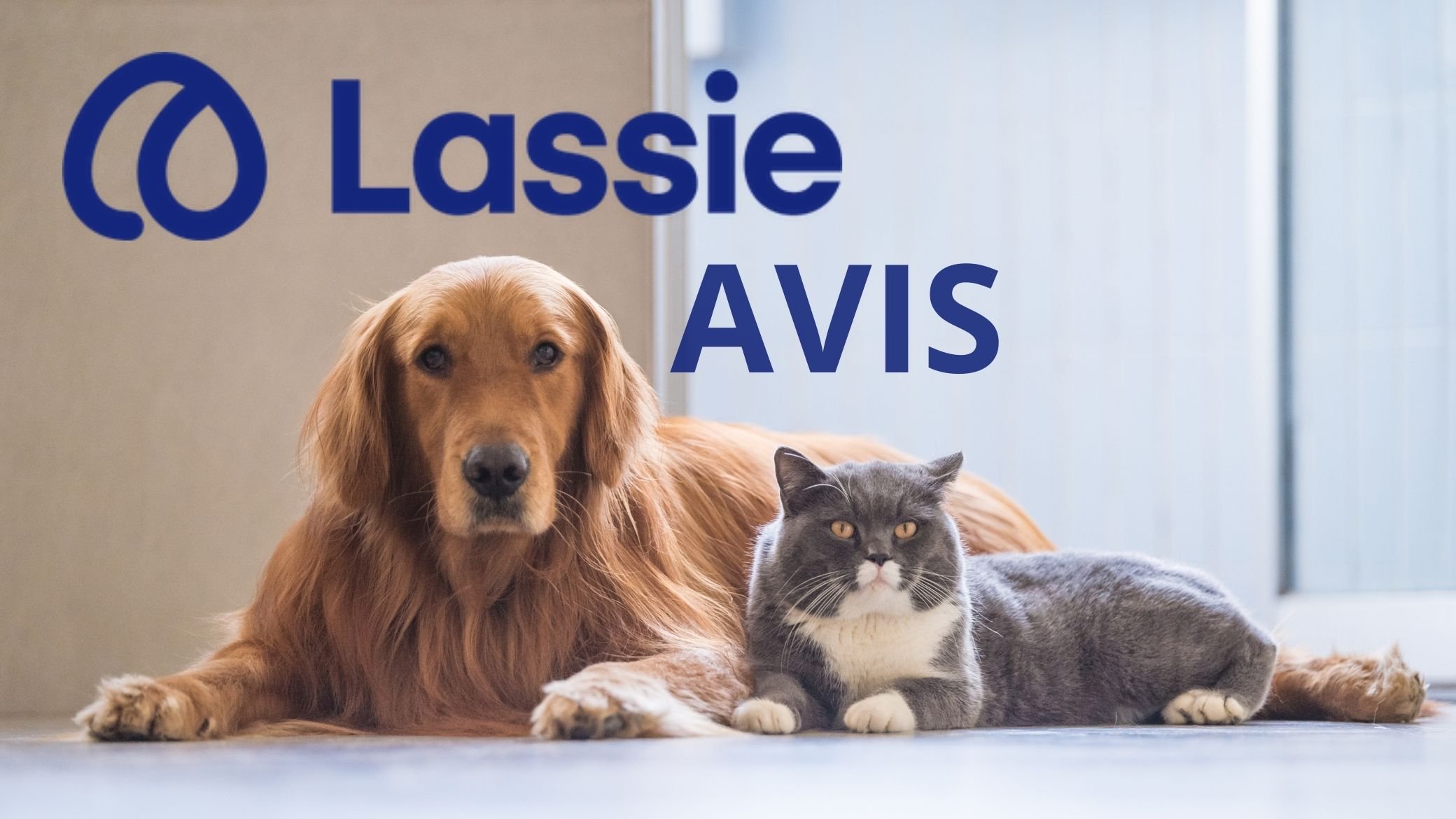 Lassie Assurance Avis 2026: Le Test Complet de la pépite suédoise🐾