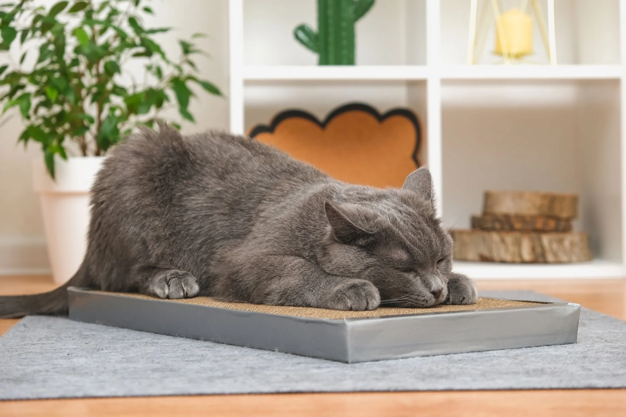 profil du chat griffoir