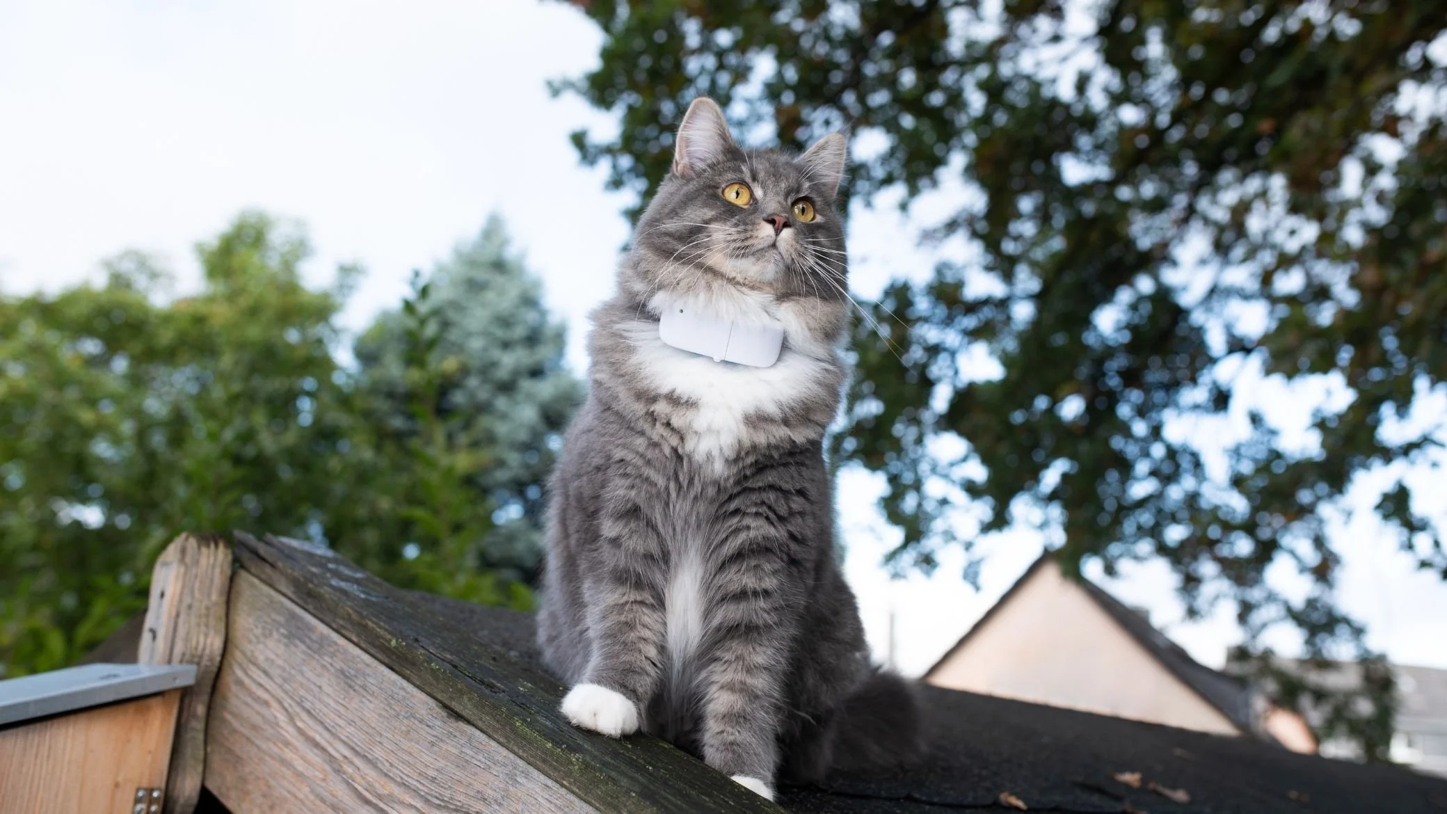 gps collier pour chat